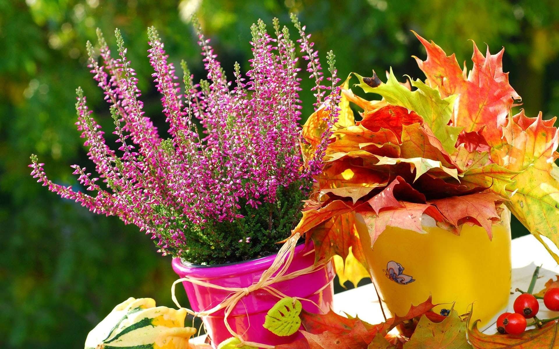 erica flor hojas otoño