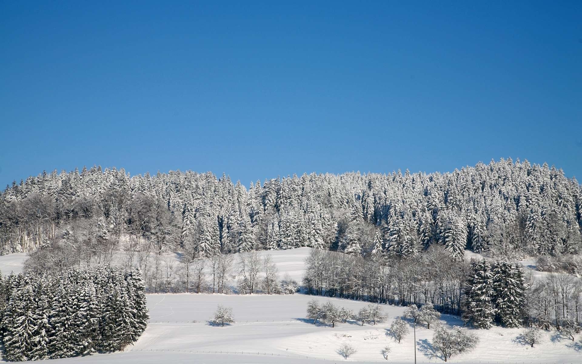 forêt hiver arbres