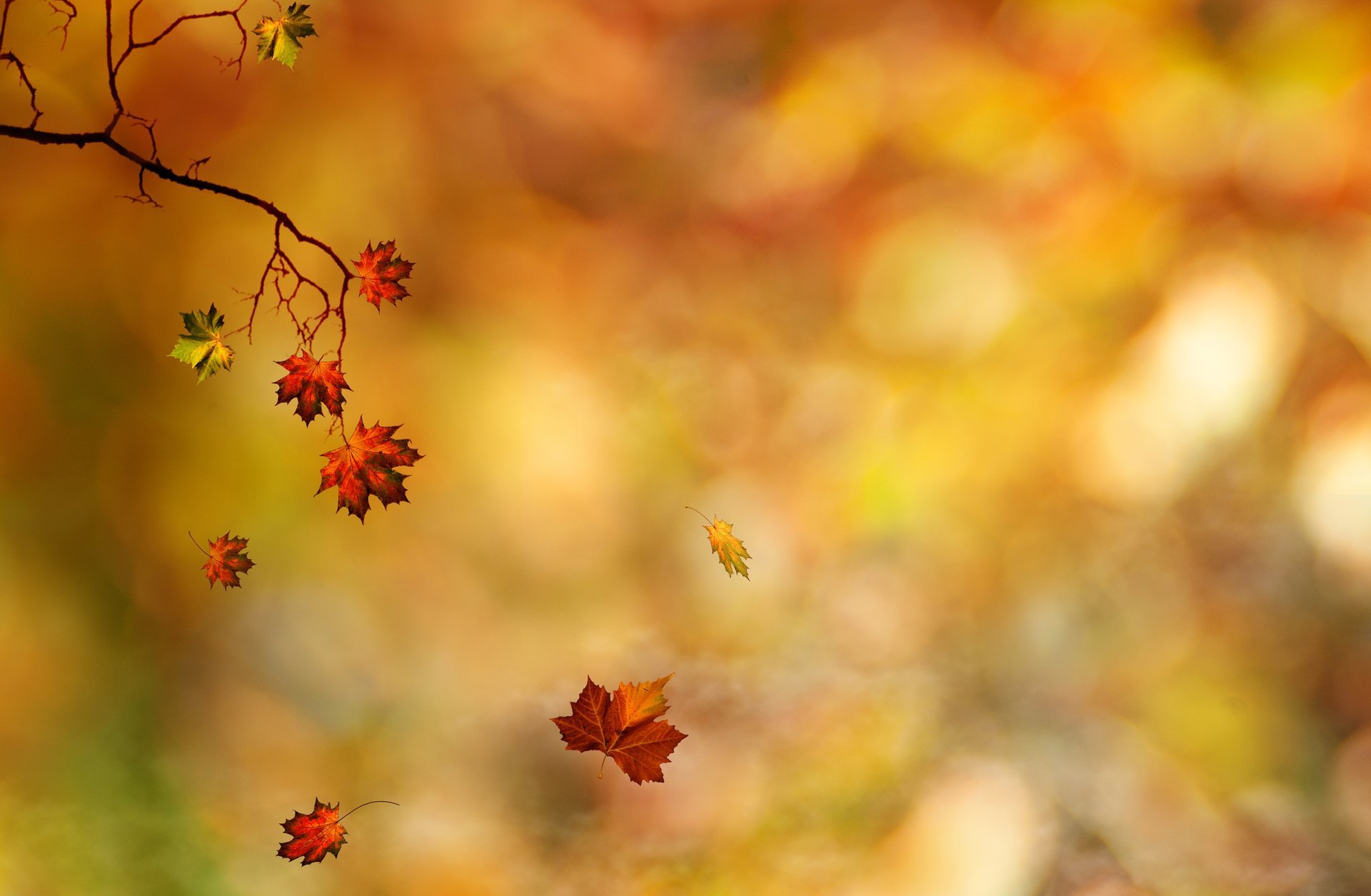 autumn branch leave