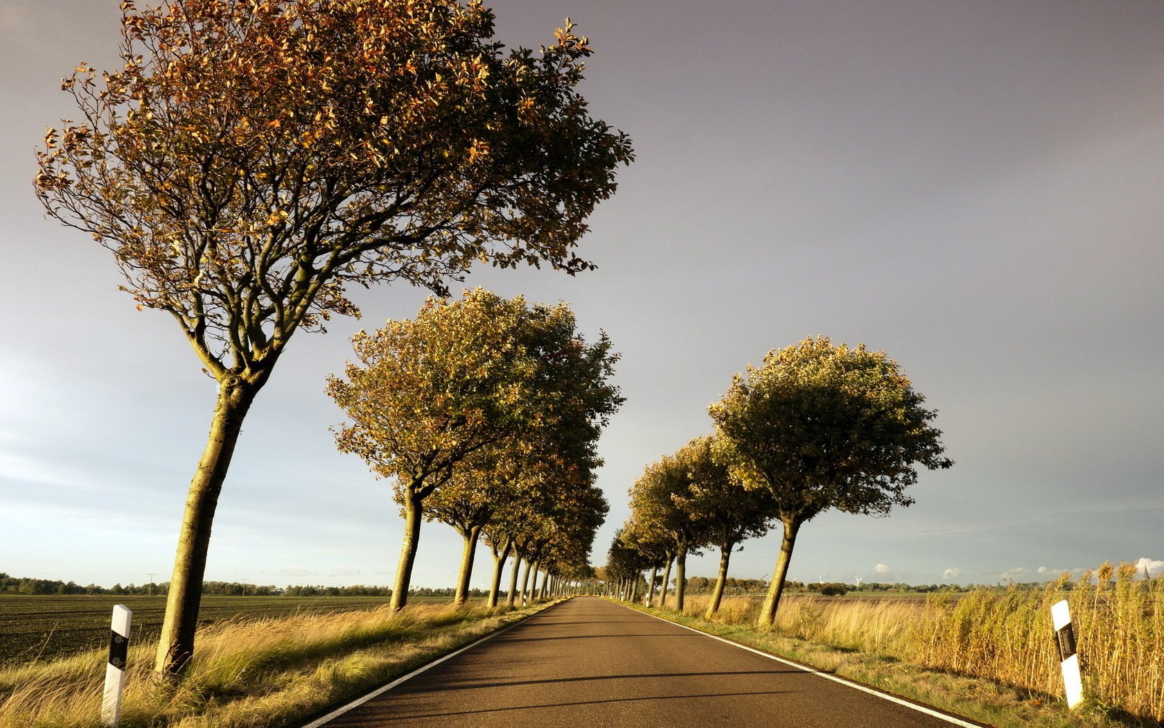 arbres route paysage