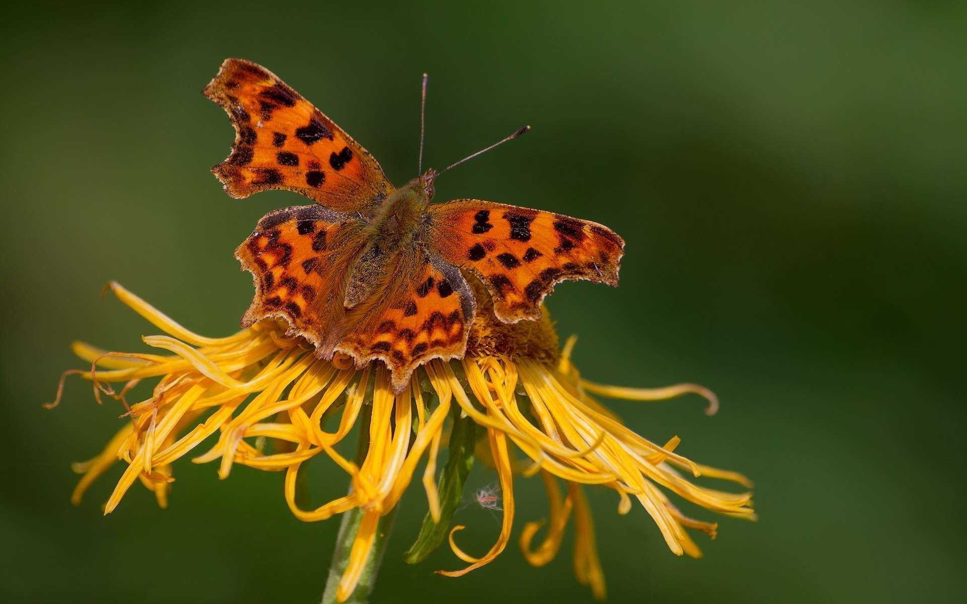 insects butterfly flower