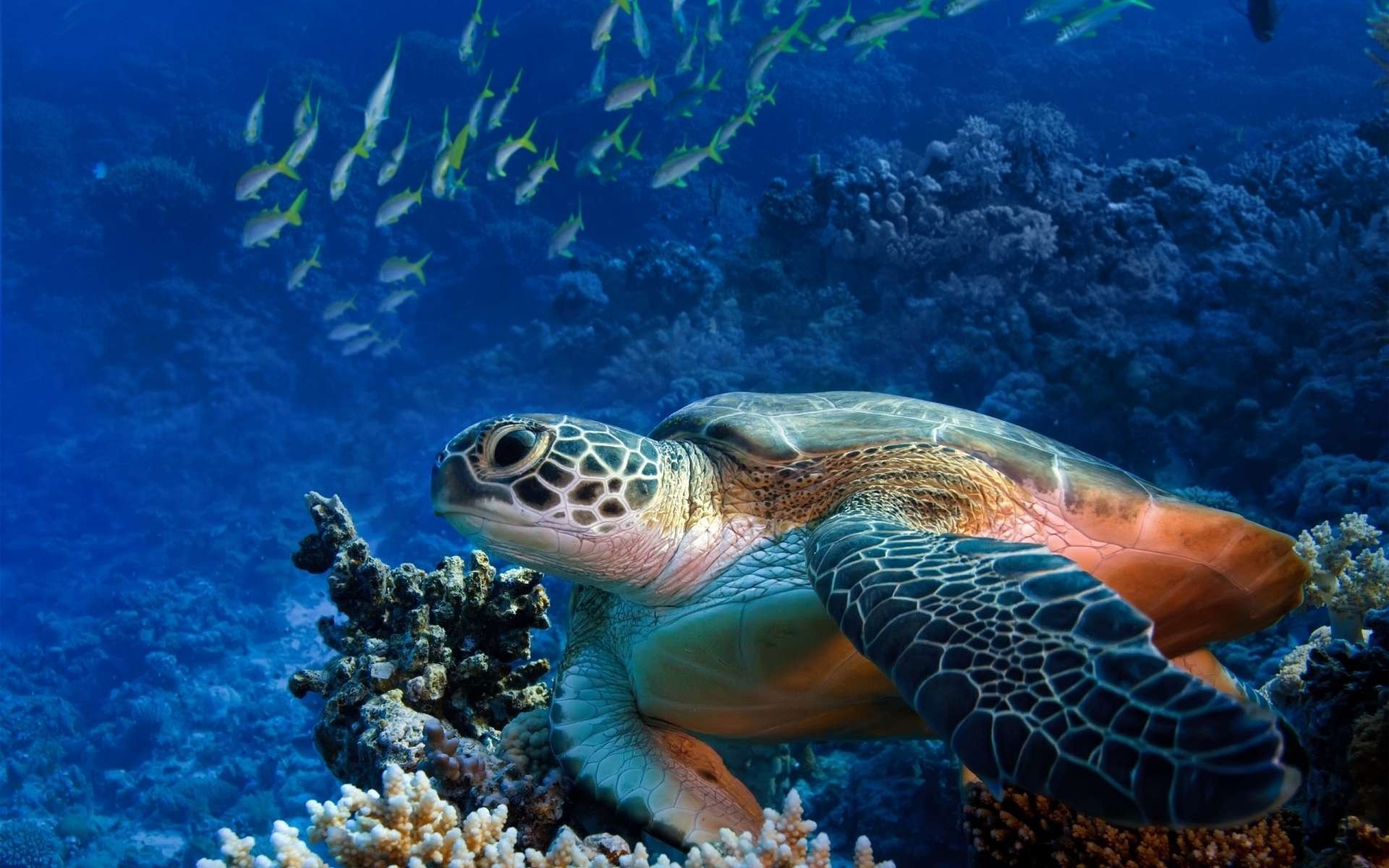 reef underwater world turtle fish