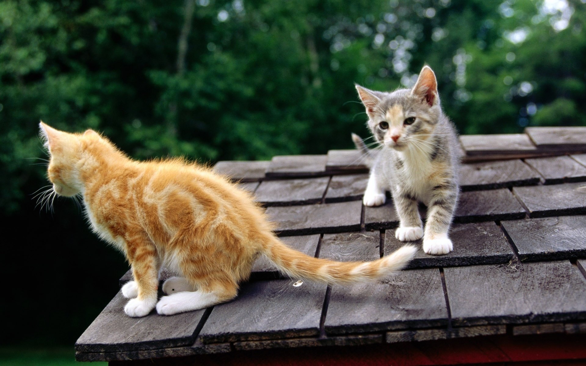 kittens roof