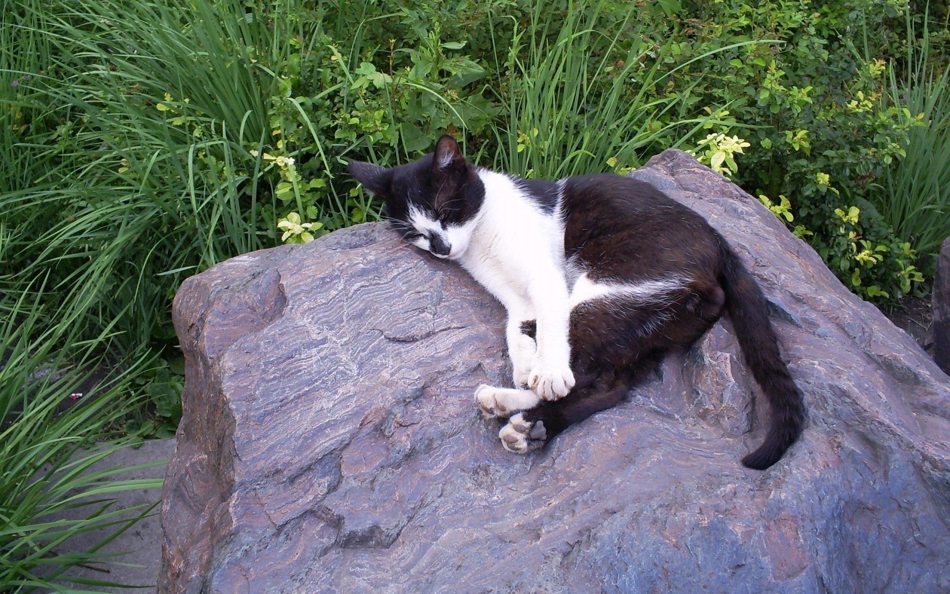 gato blanco y negro piedra