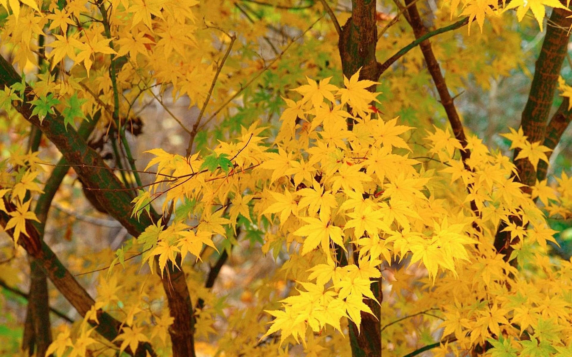 blätter ahorn herbst