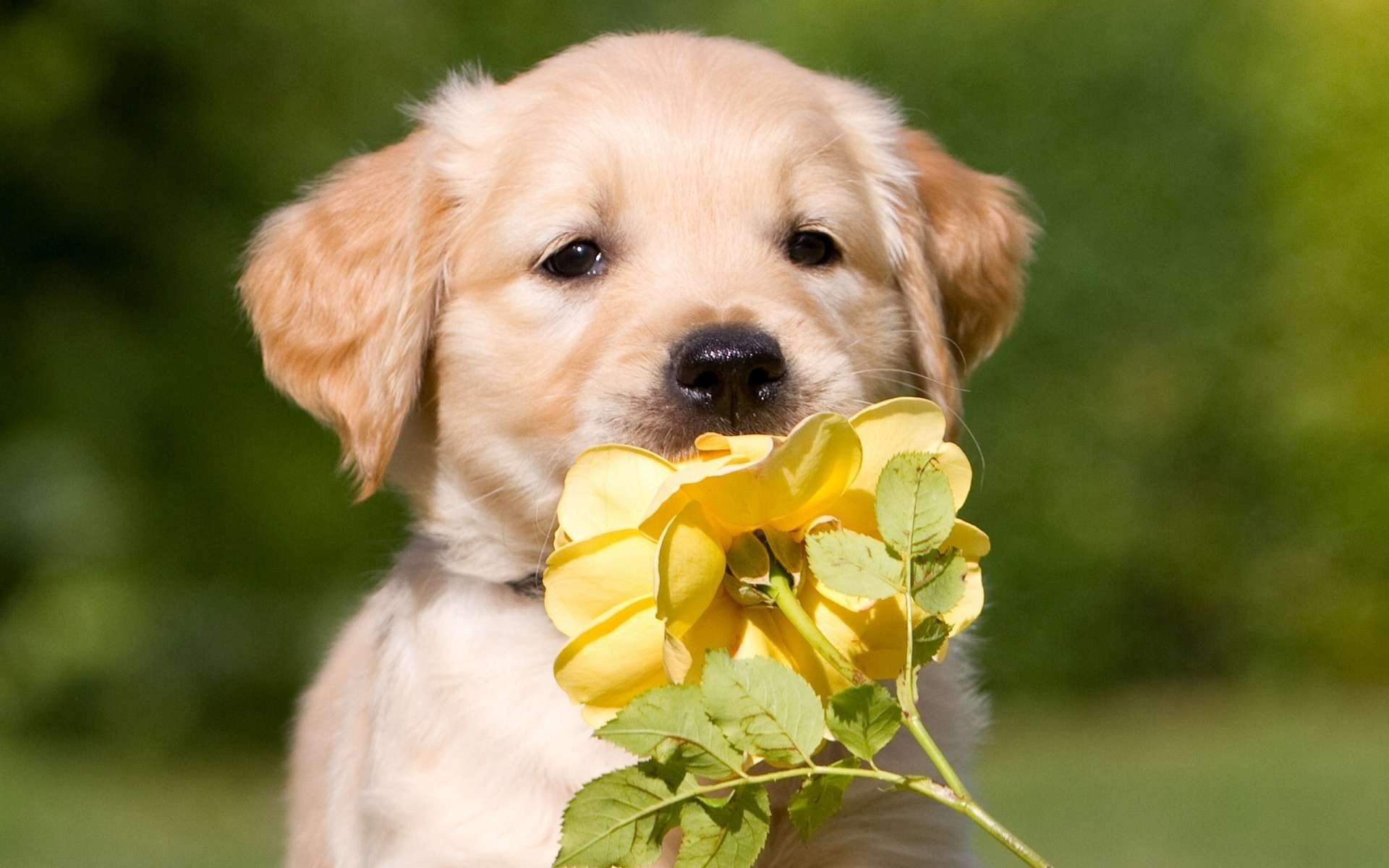 cachorro retriever rosa regalo