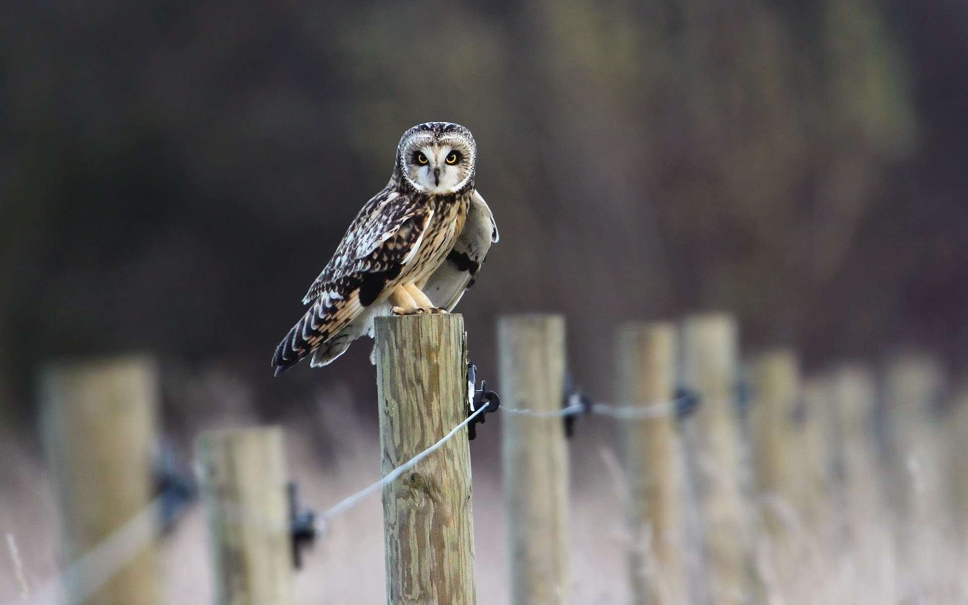 owl bird the fence