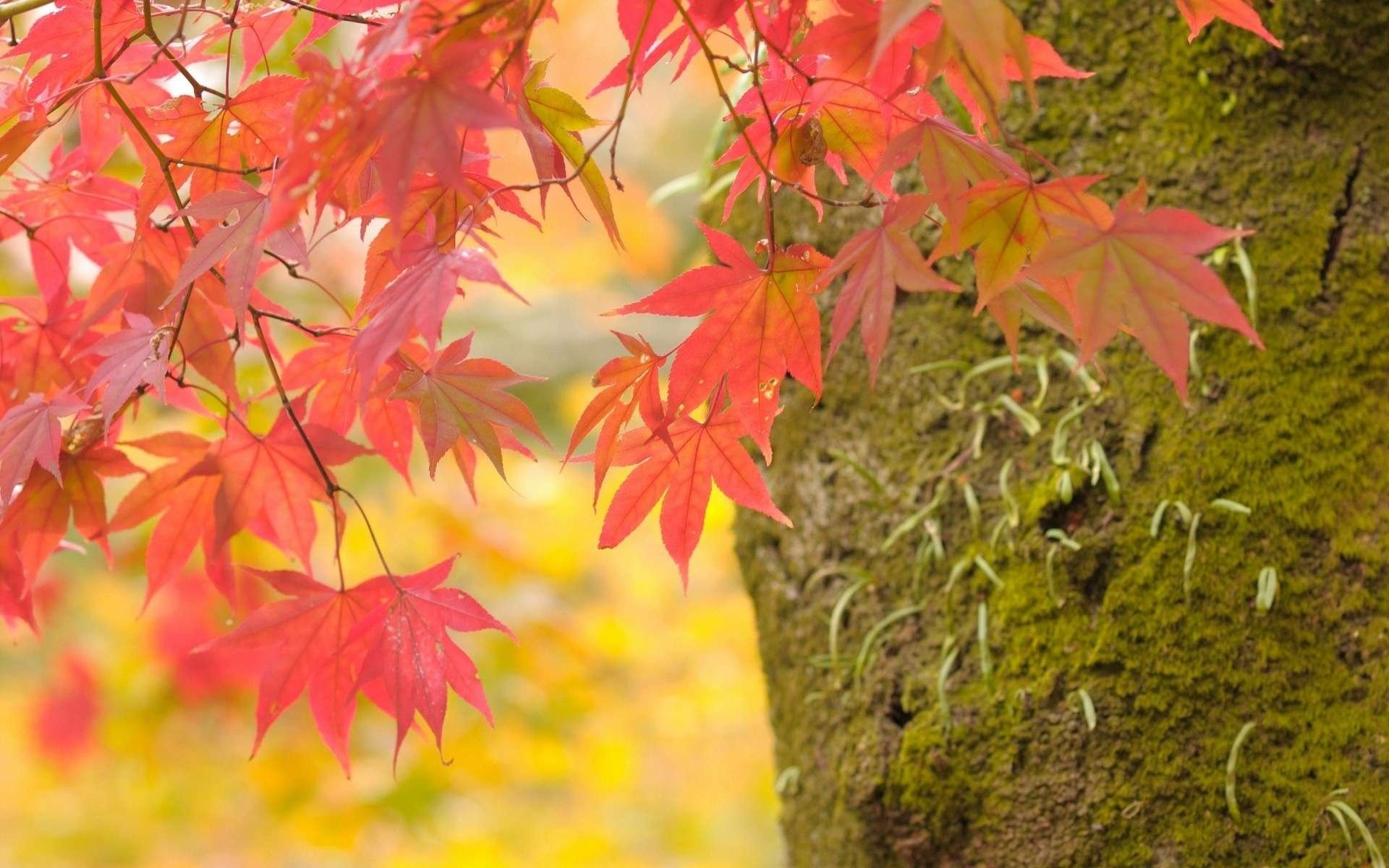 albero acero rami autunno