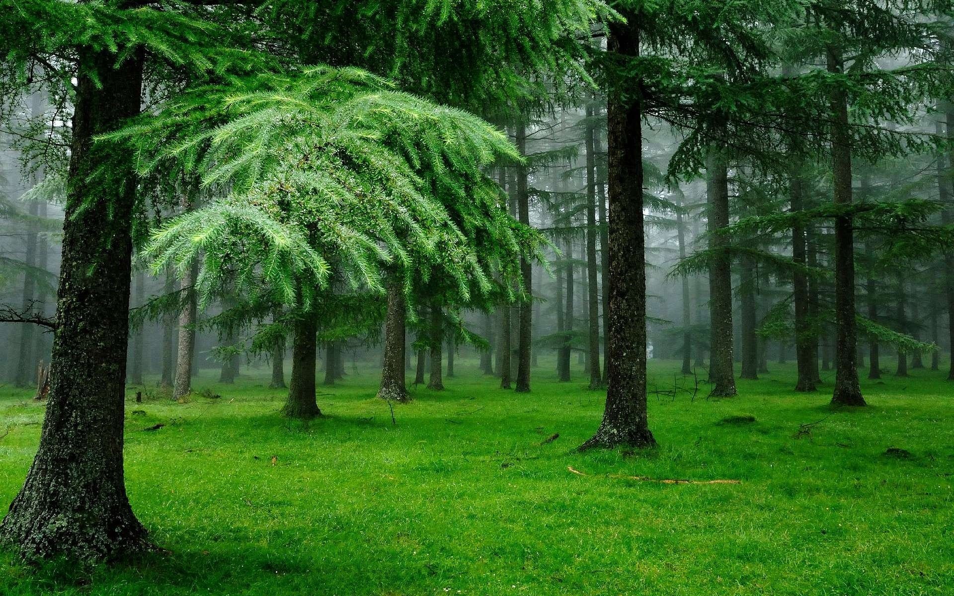 bäume wald sommer