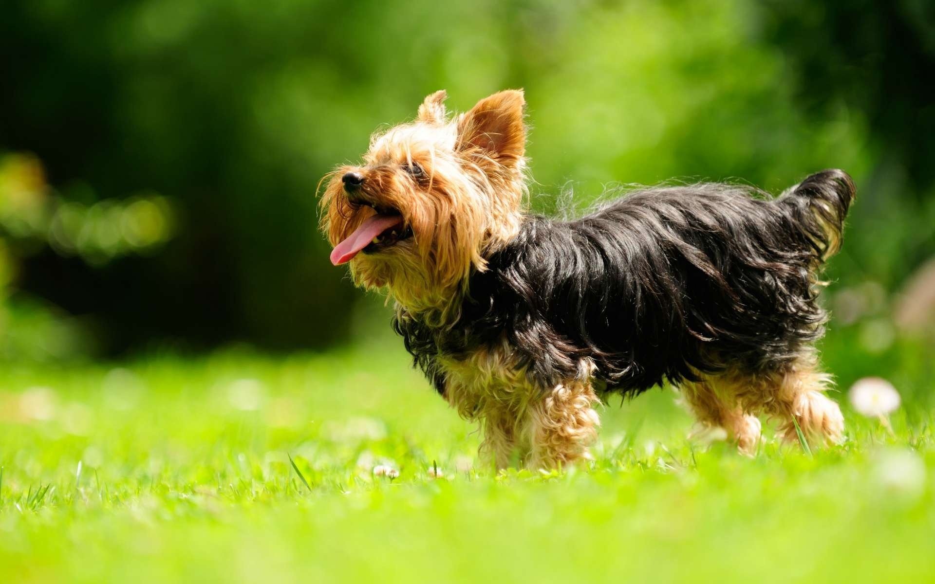 yorkshire terrier rasse grün