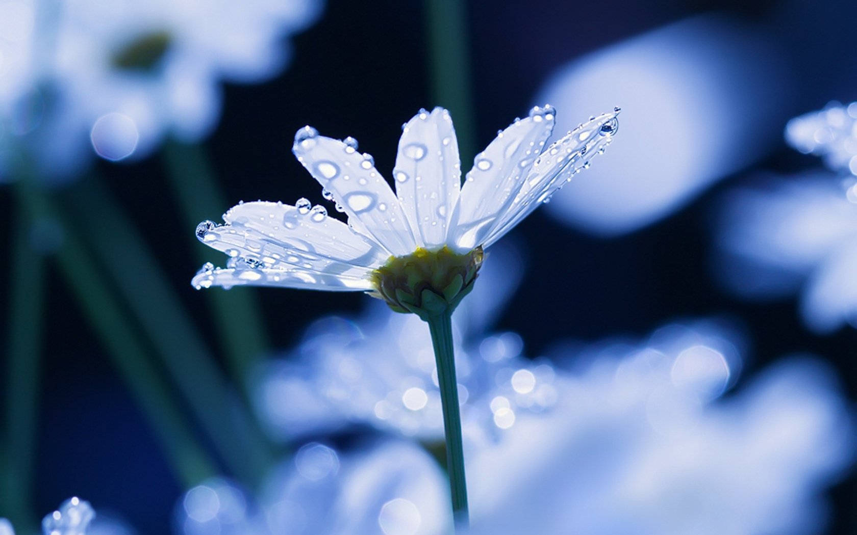 fiori macro acqua margherita gocce