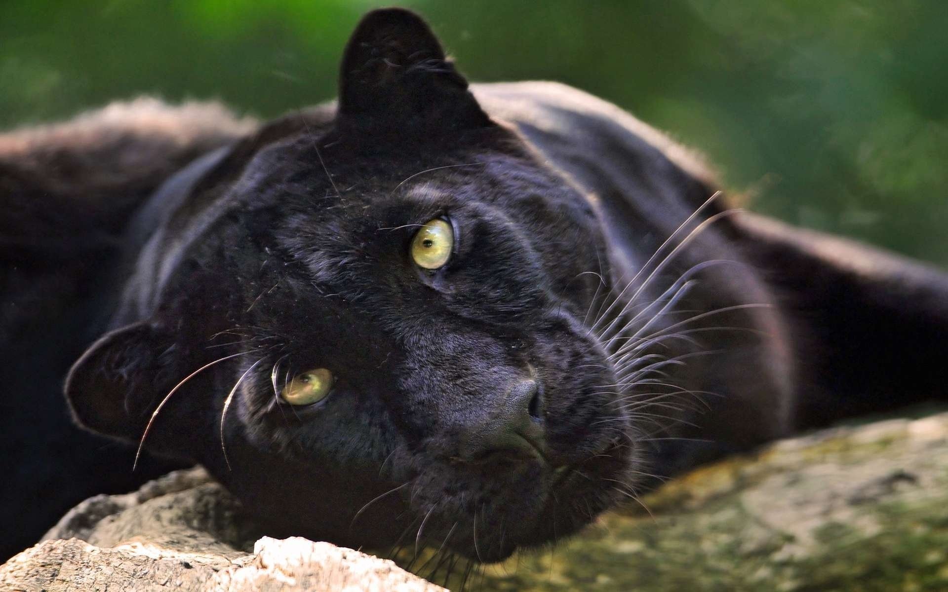 panther schwarzer jaguar große katze