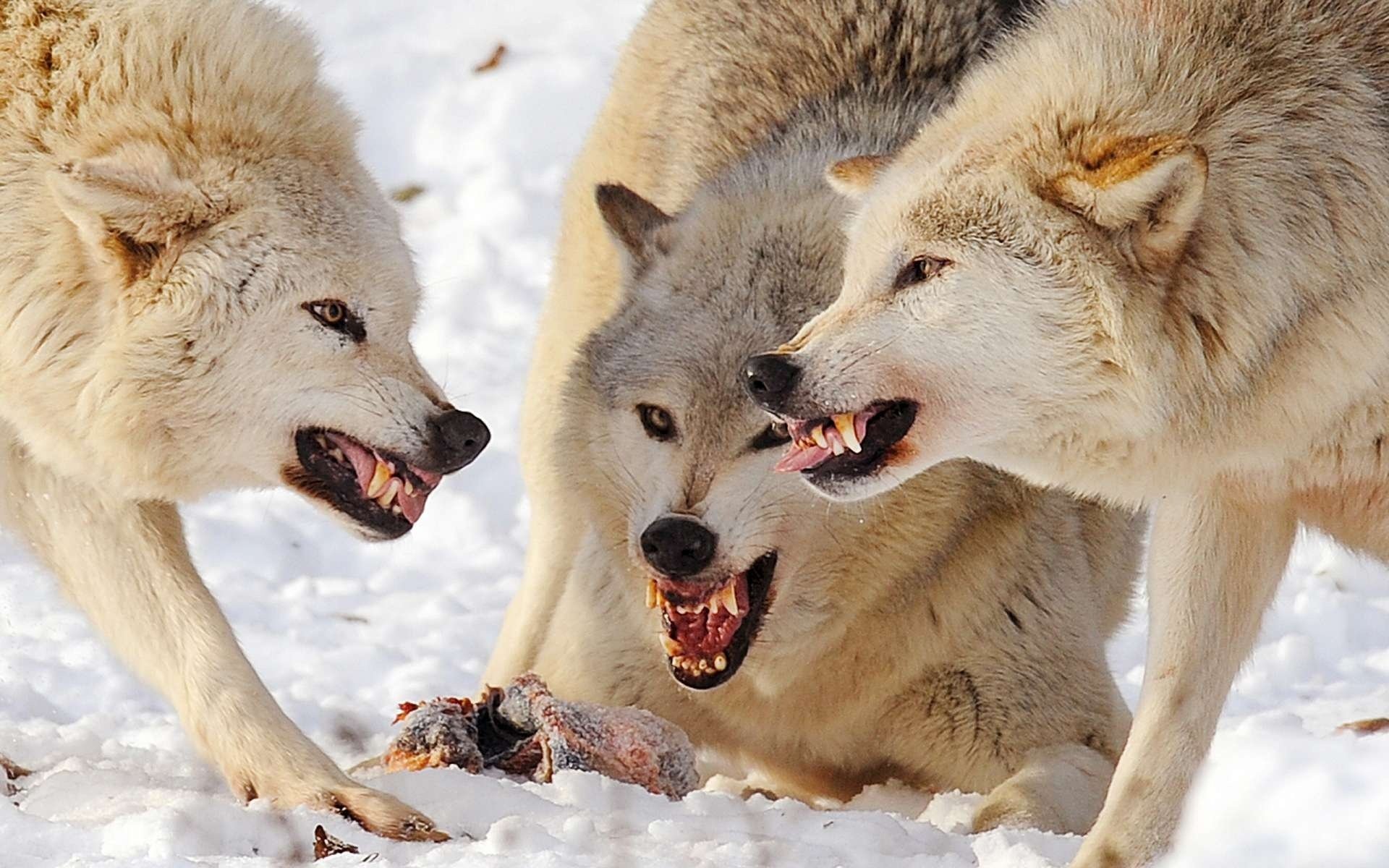 lobos bandada presa pelea depredadores