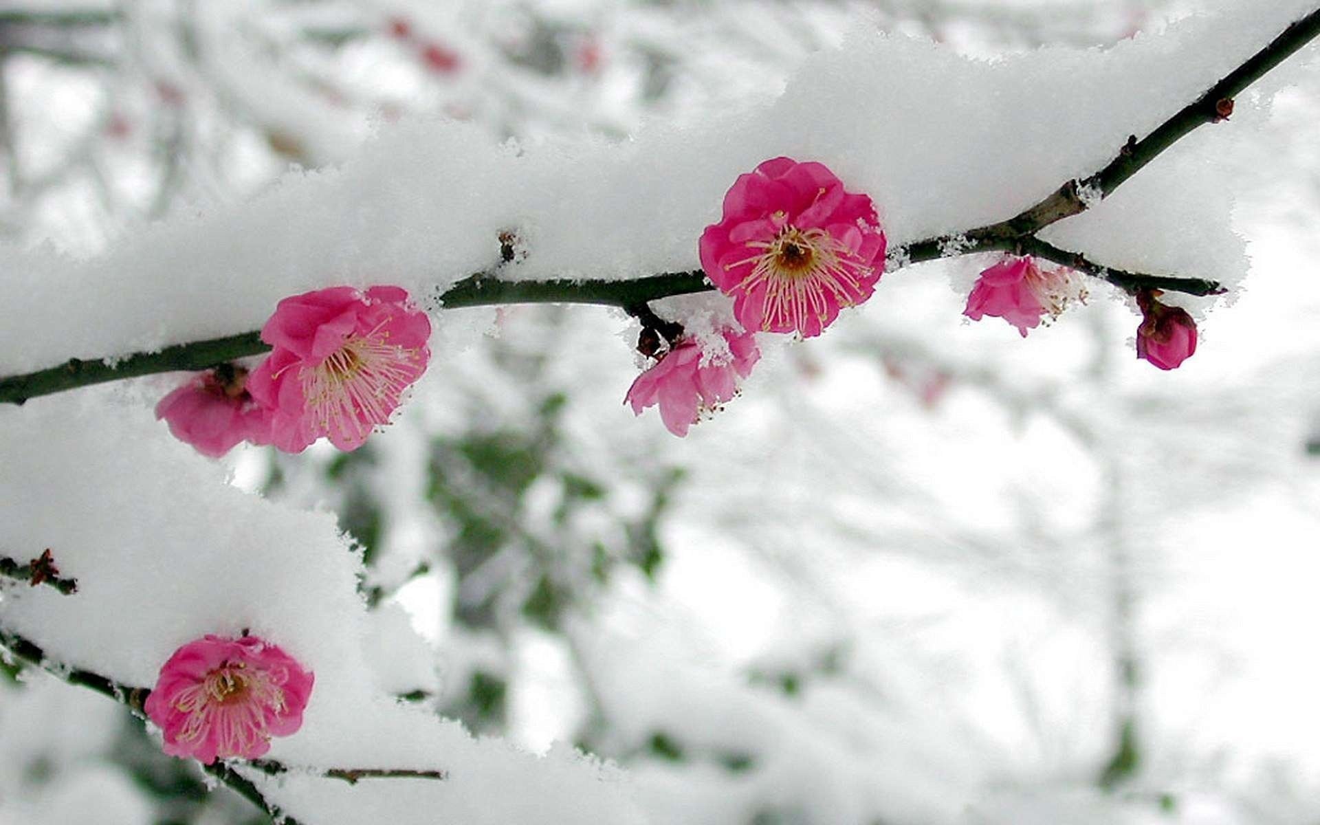 flores sakura rama nieve