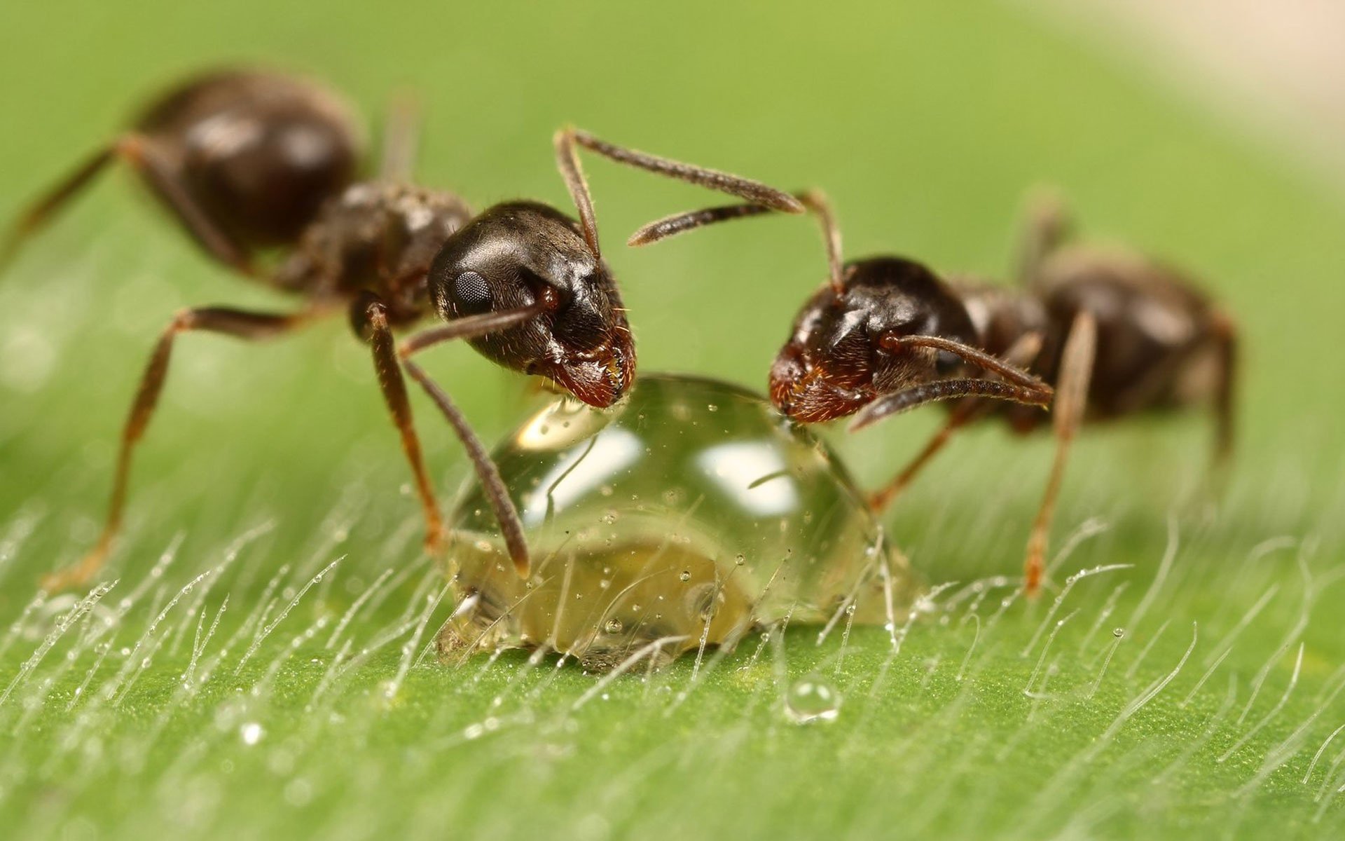 insekten ameisen tropfen makro