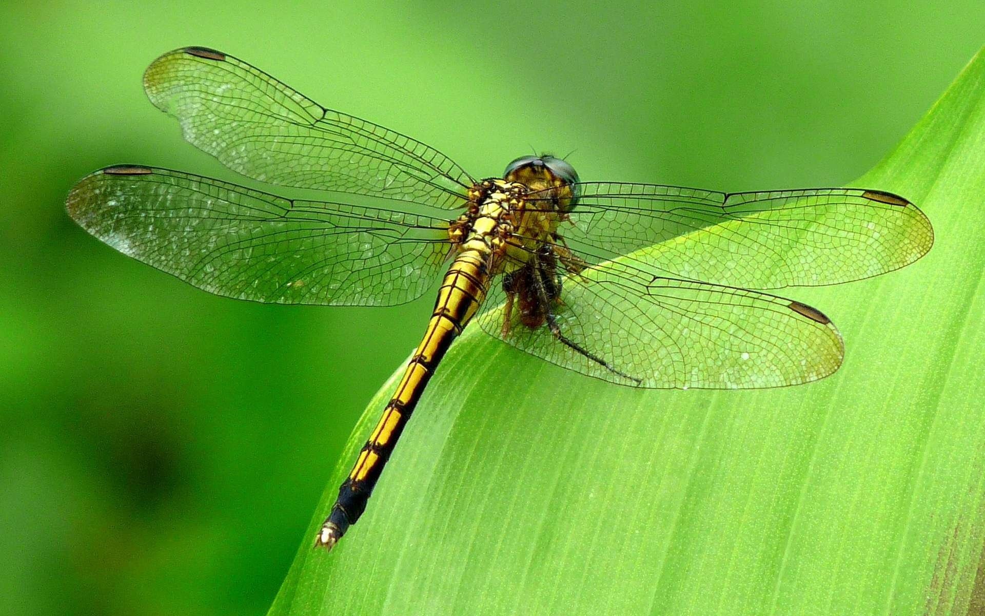 insectes libellule fond vert