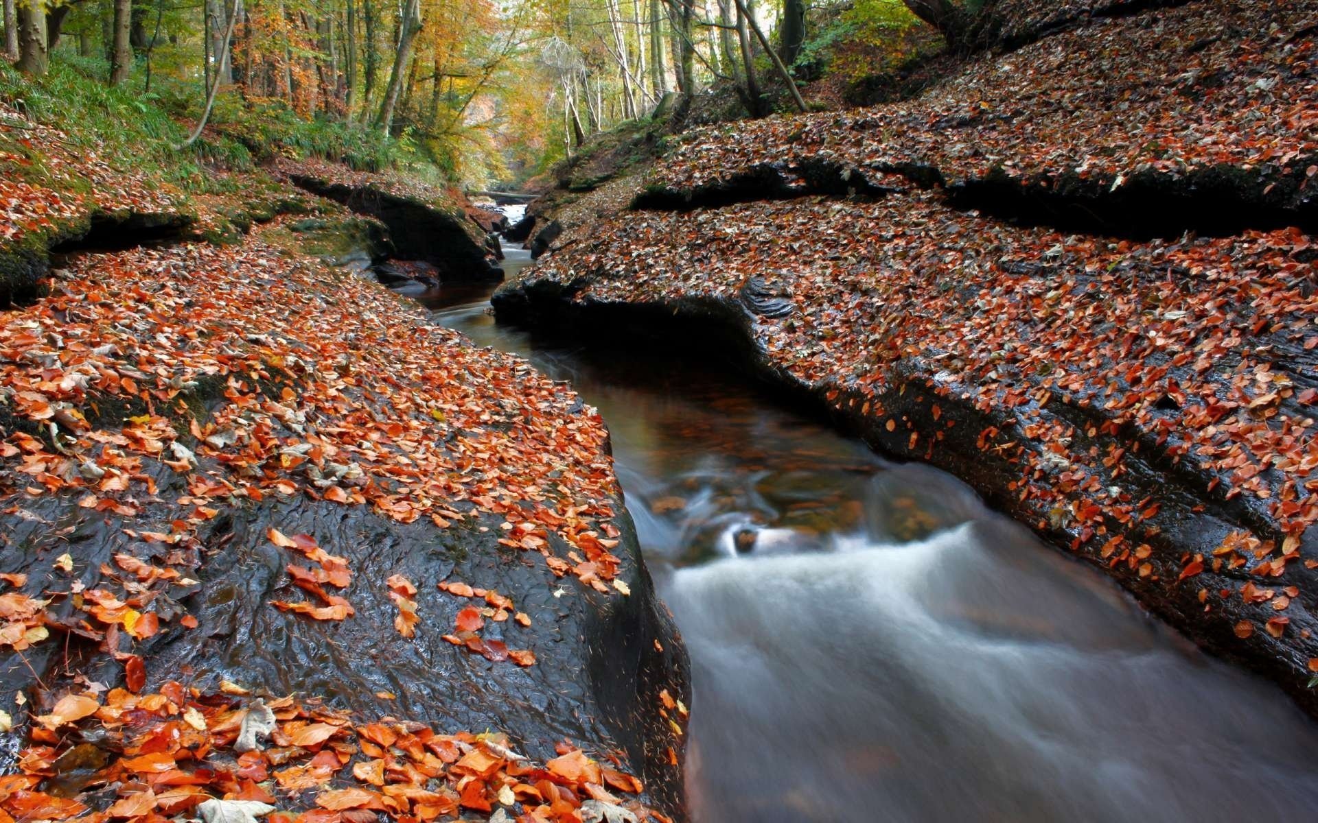 trees forest stream