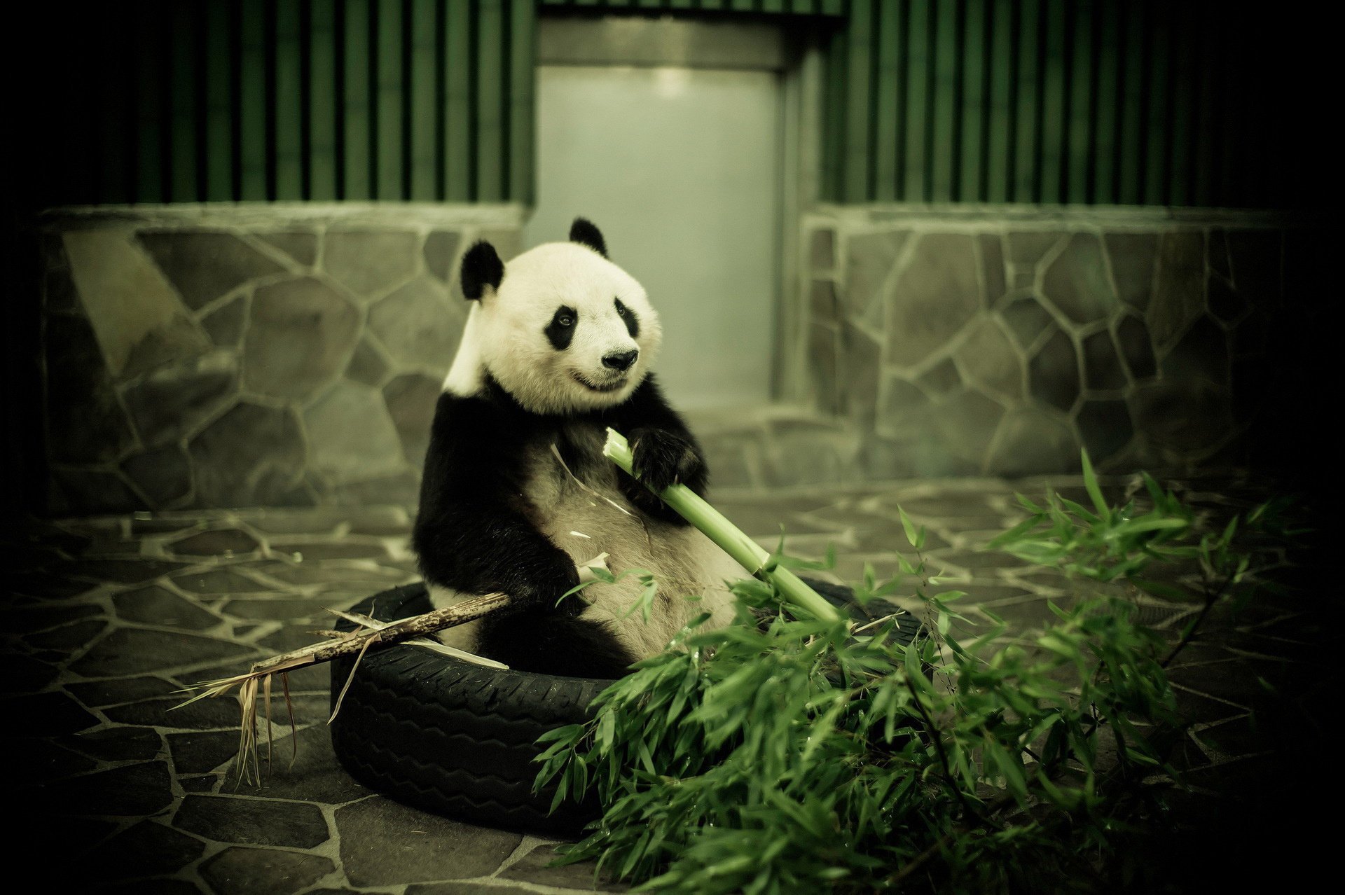 panda niedźwiedź bambusowy bambus zoo