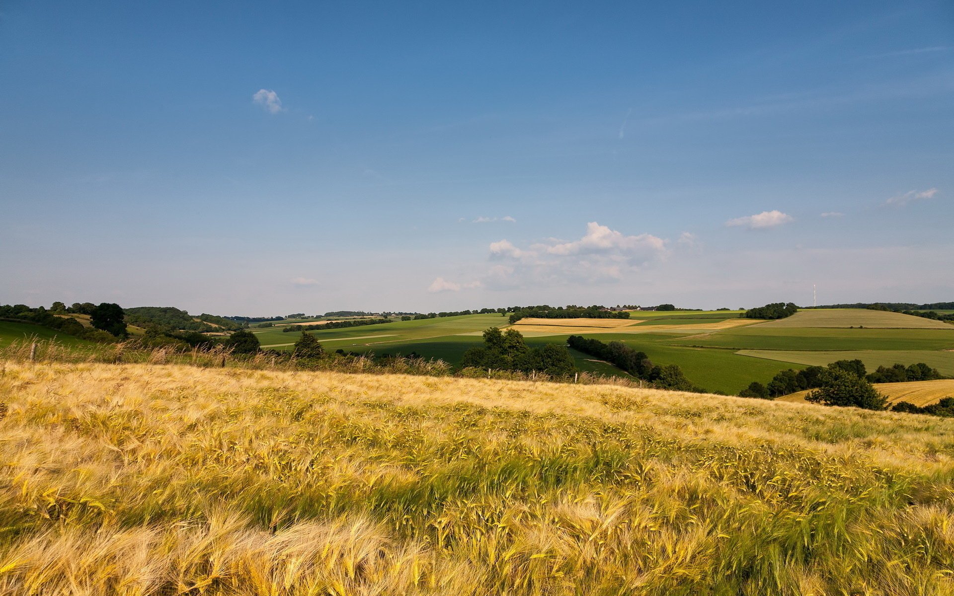 feld natur landschaft sommer