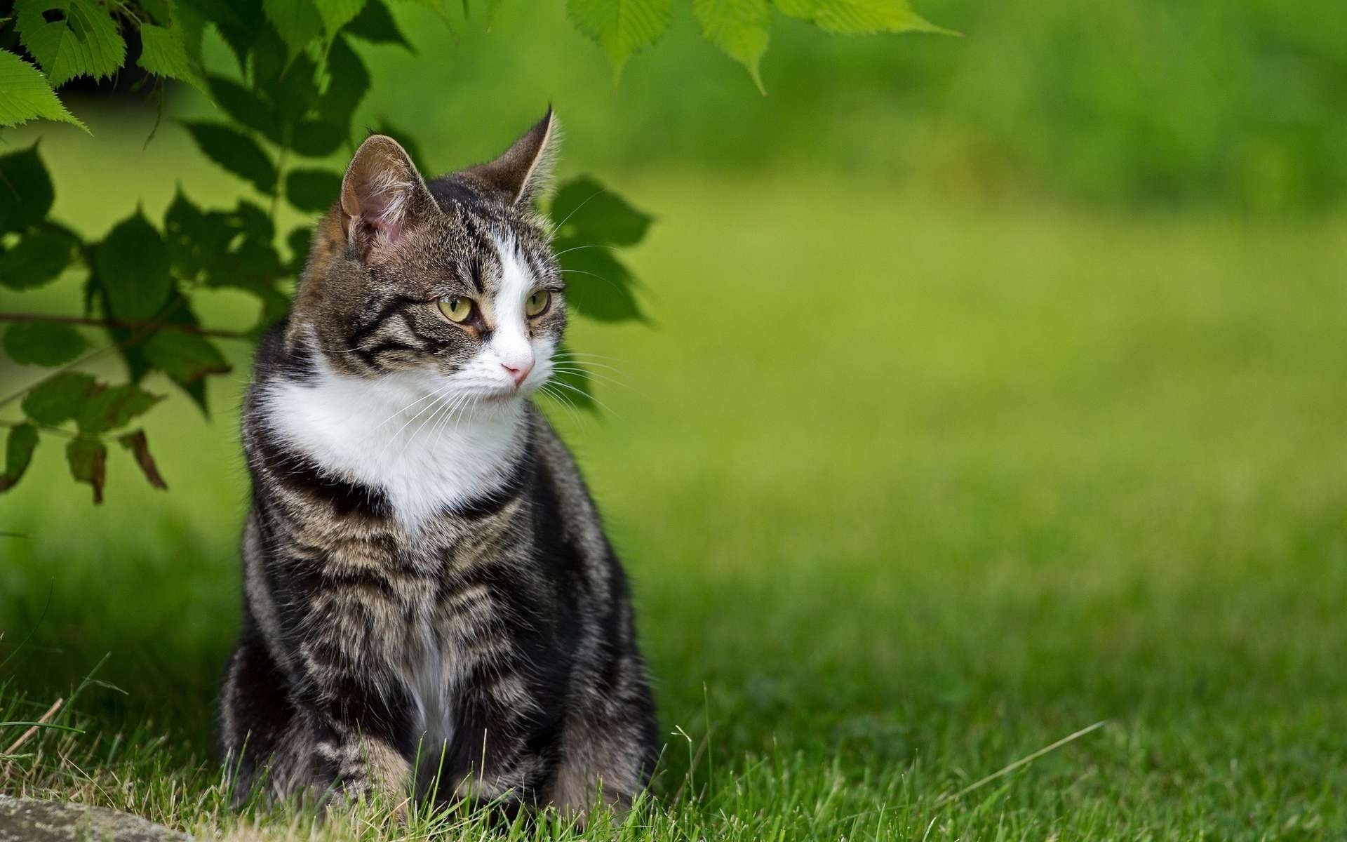 katze gestreift gras grüns natur