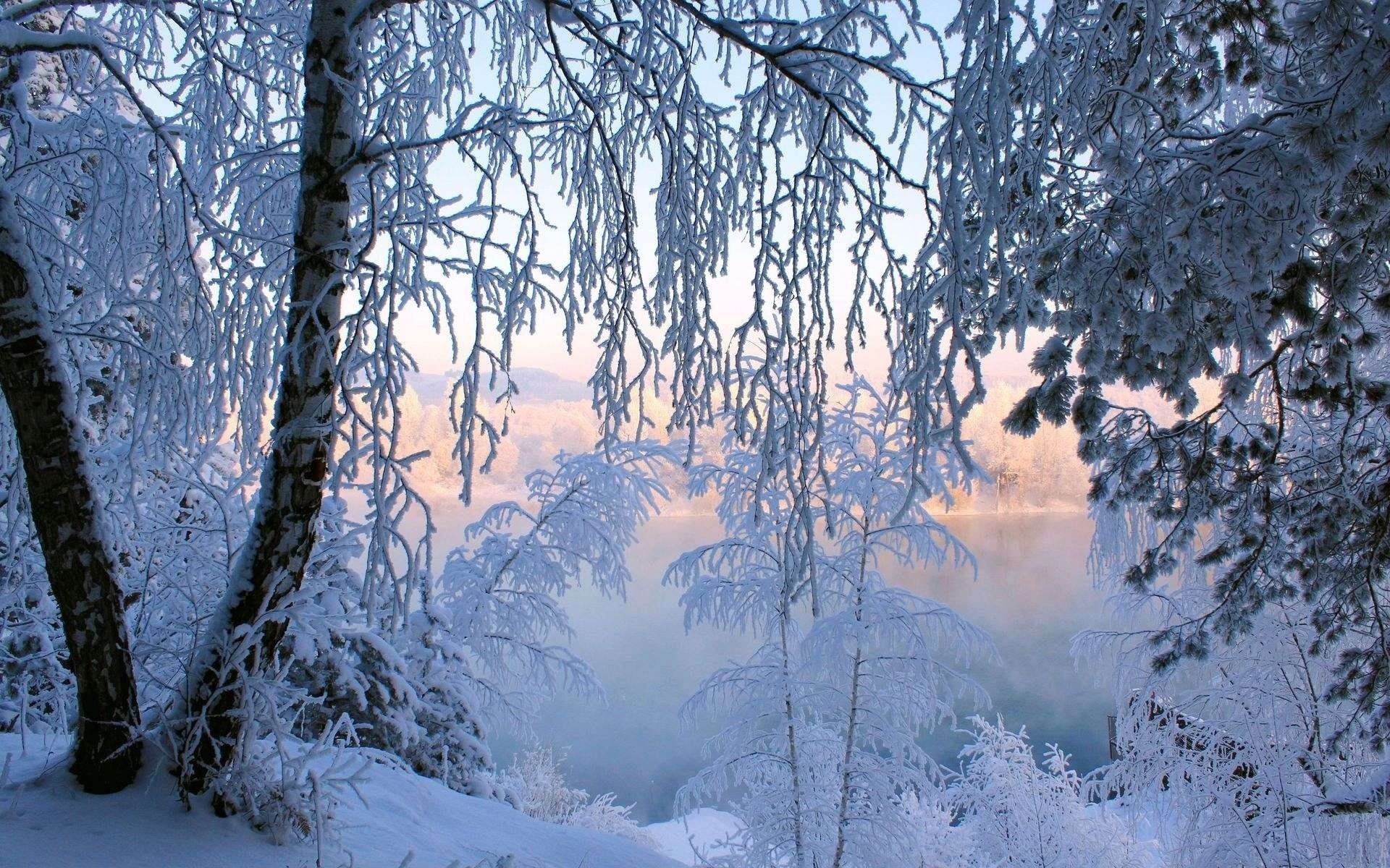 arbres neige givre forêt