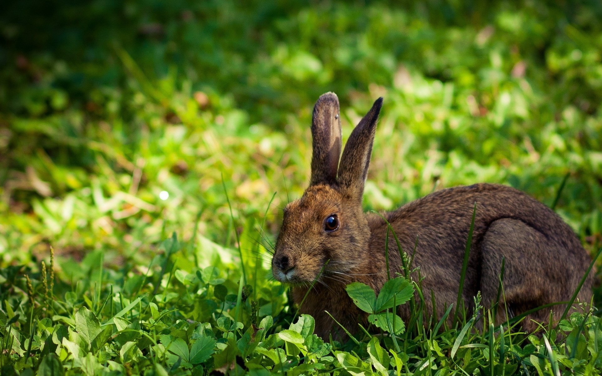 kaninchen hase gras