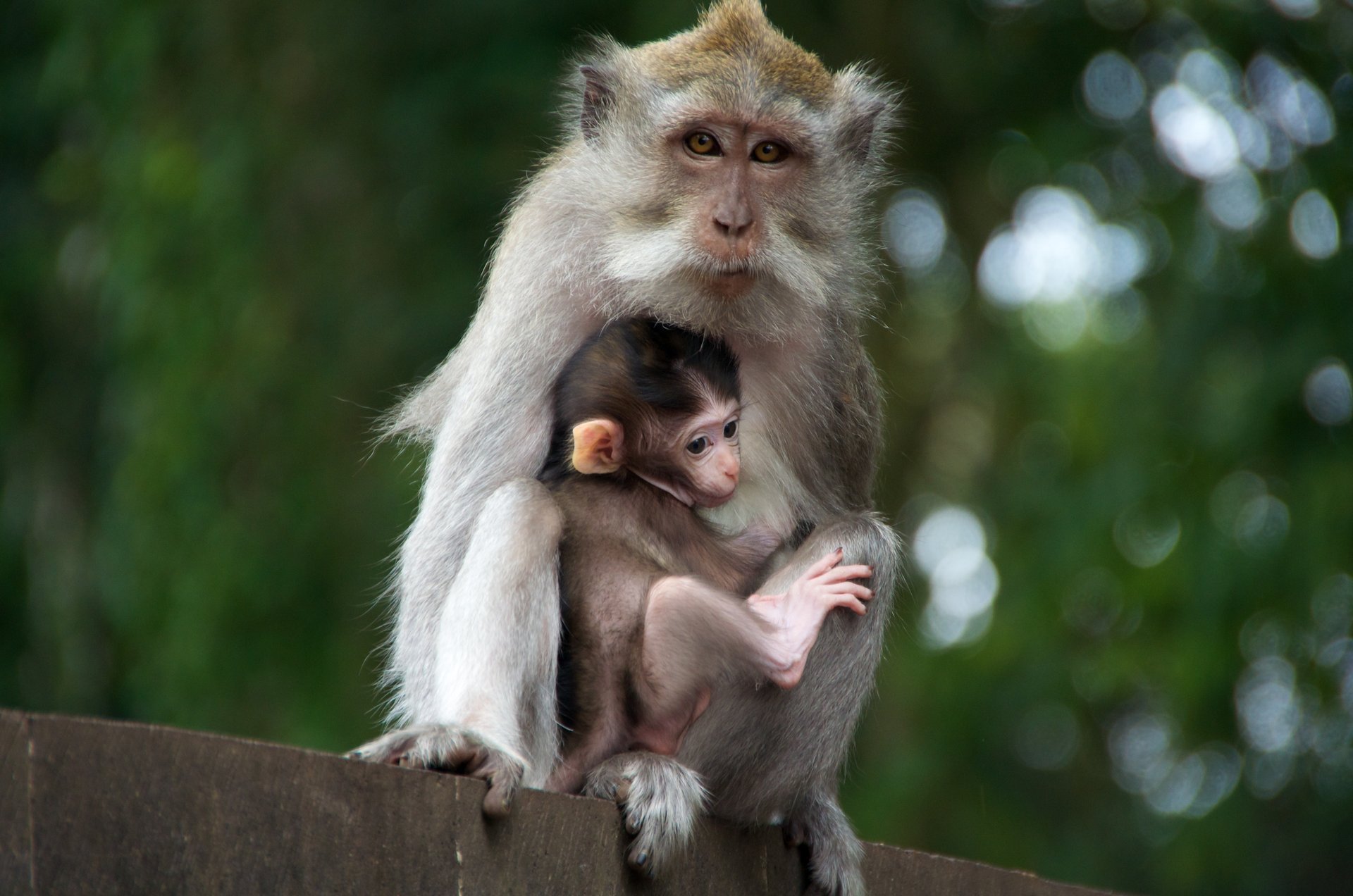 singe mère cub