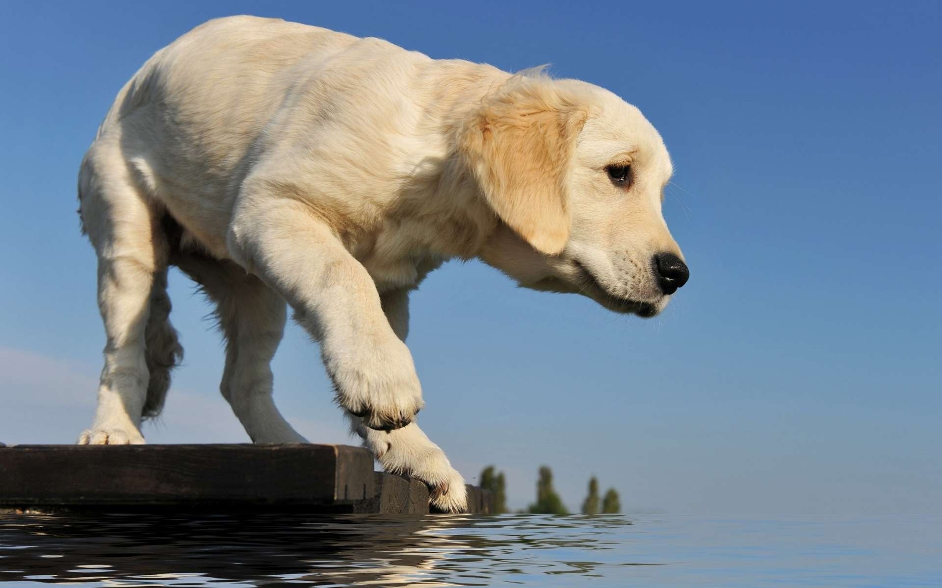 puppy retriever the bridge paw water