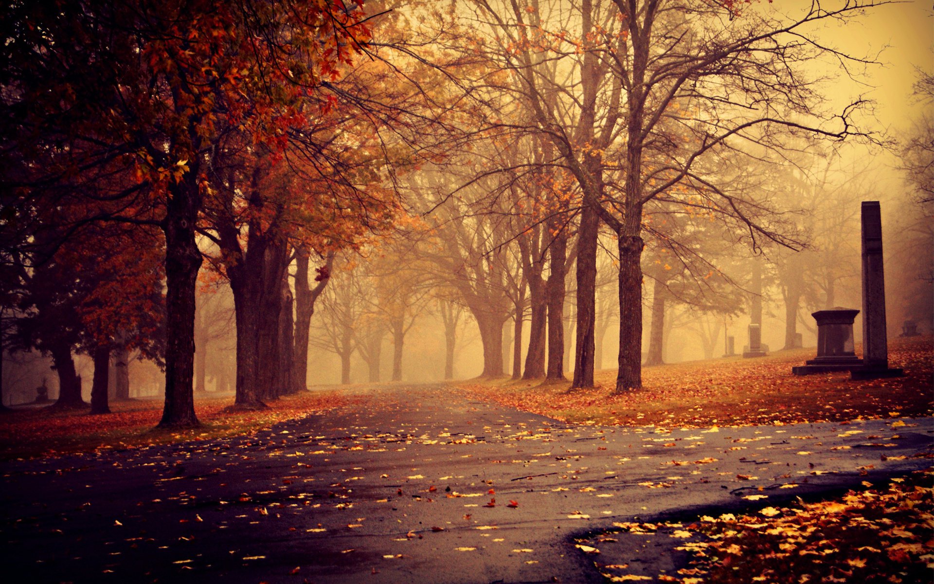 alberi autunno parco foglie passerelle nebbia nuvoloso