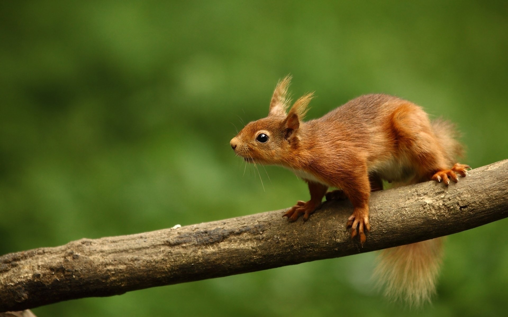 eichhörnchen wald stamm