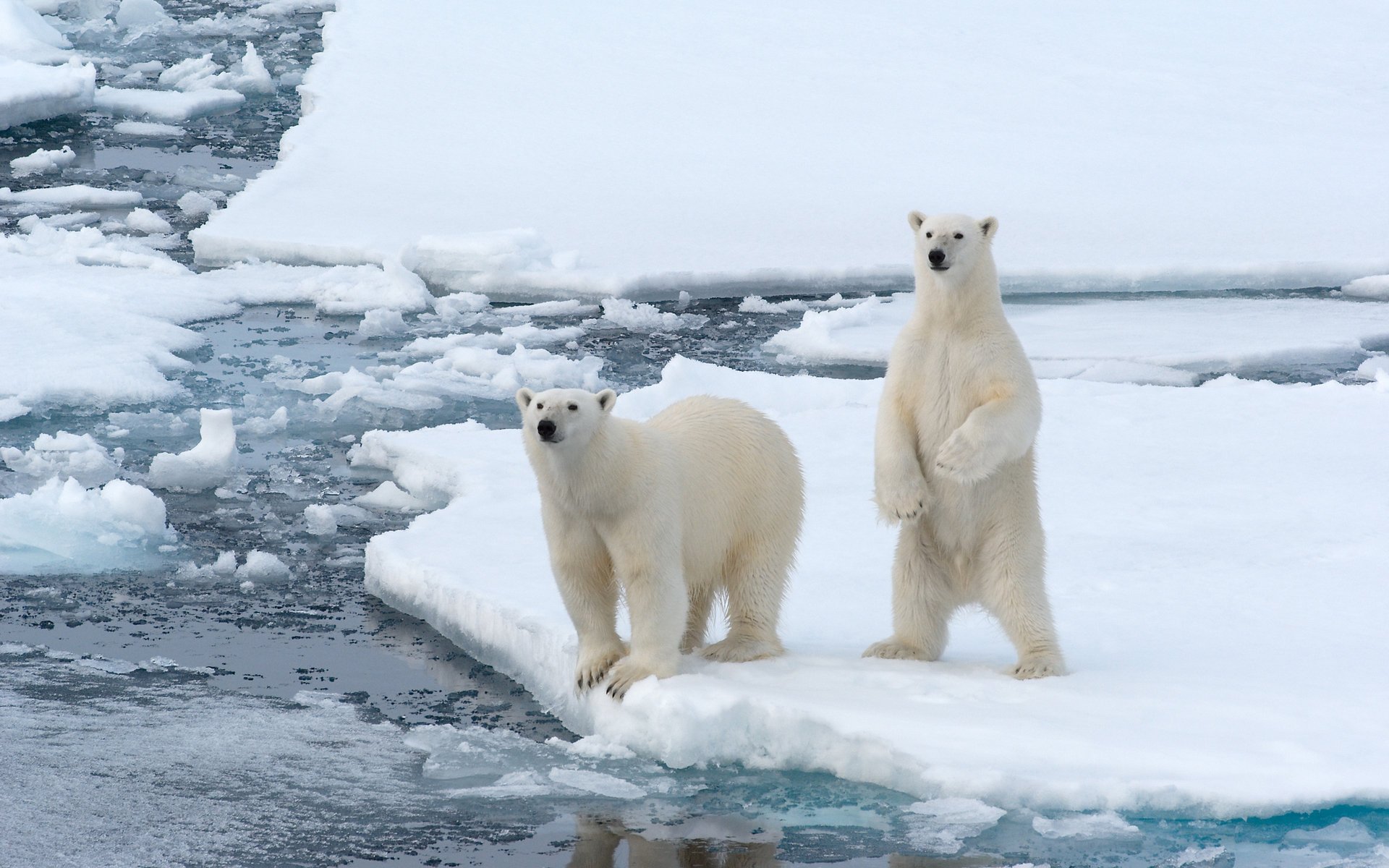 bears white arctic