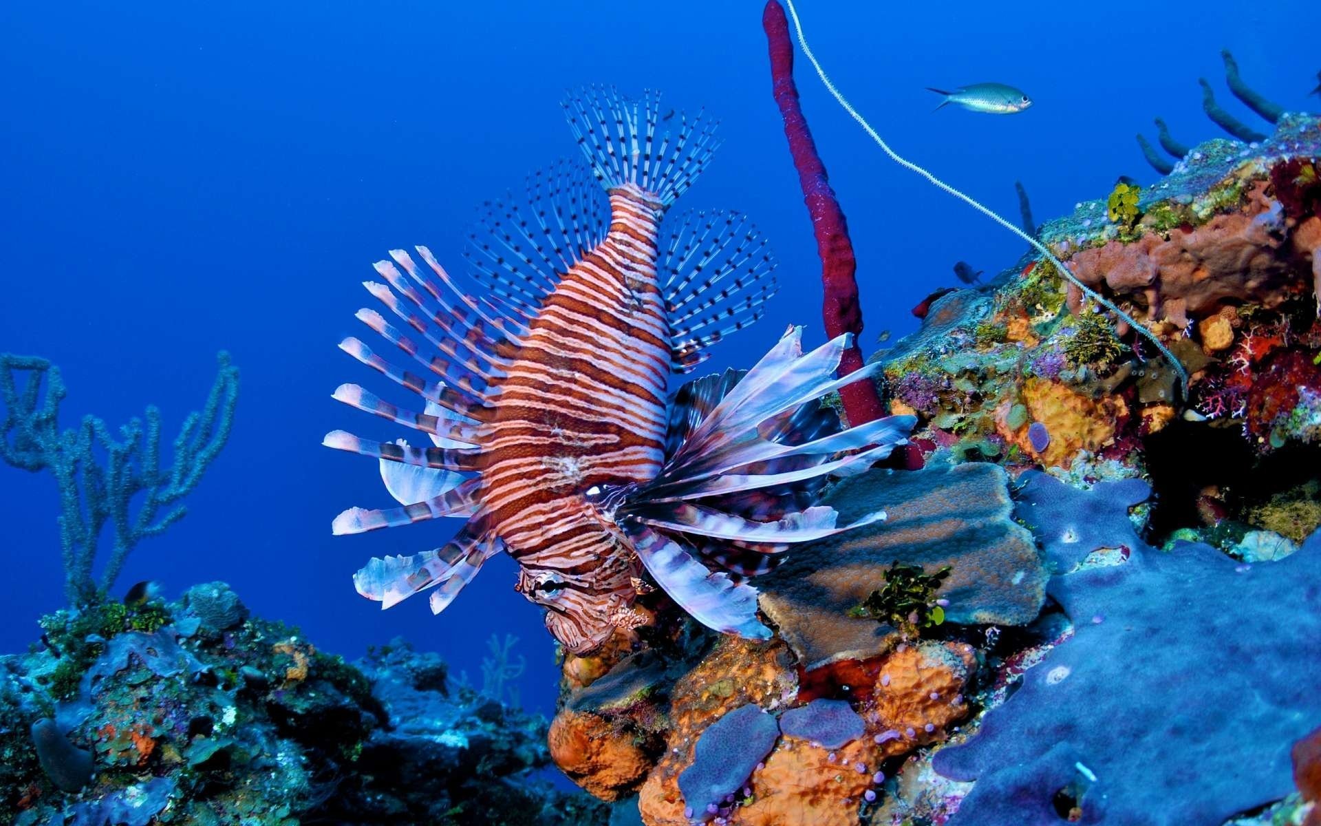 reef fish lionfish lion fish coral