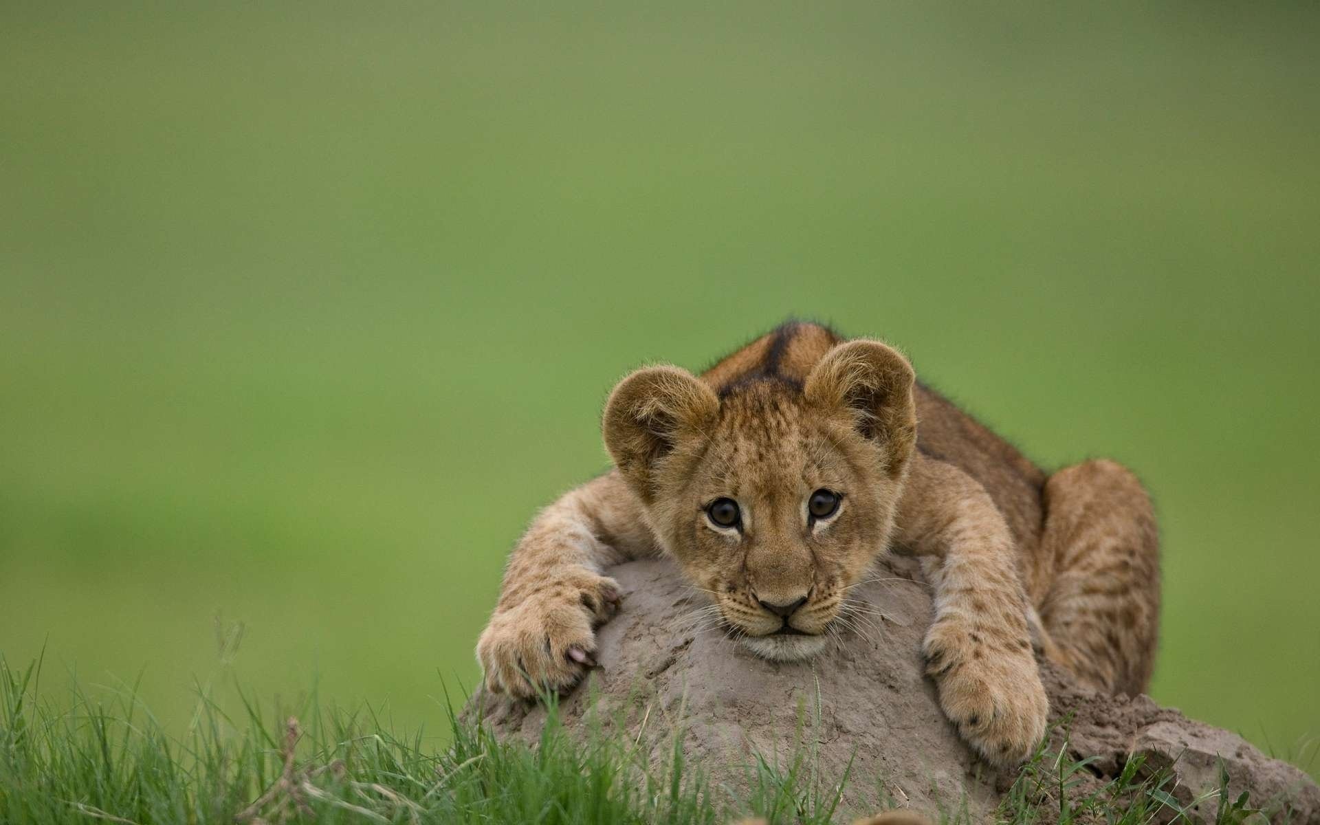 leo lion cub nature look predator