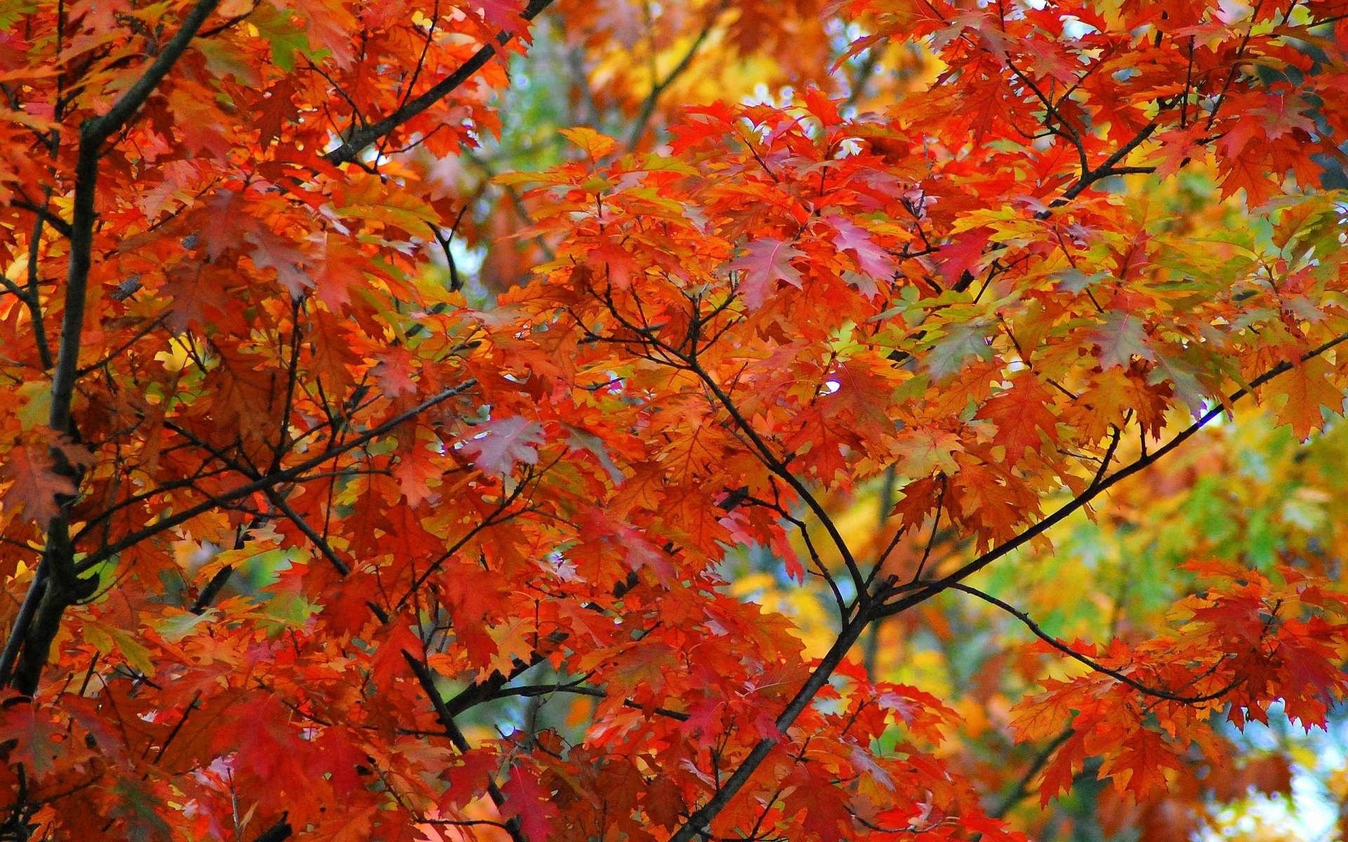 acero albero rami foglie autunno