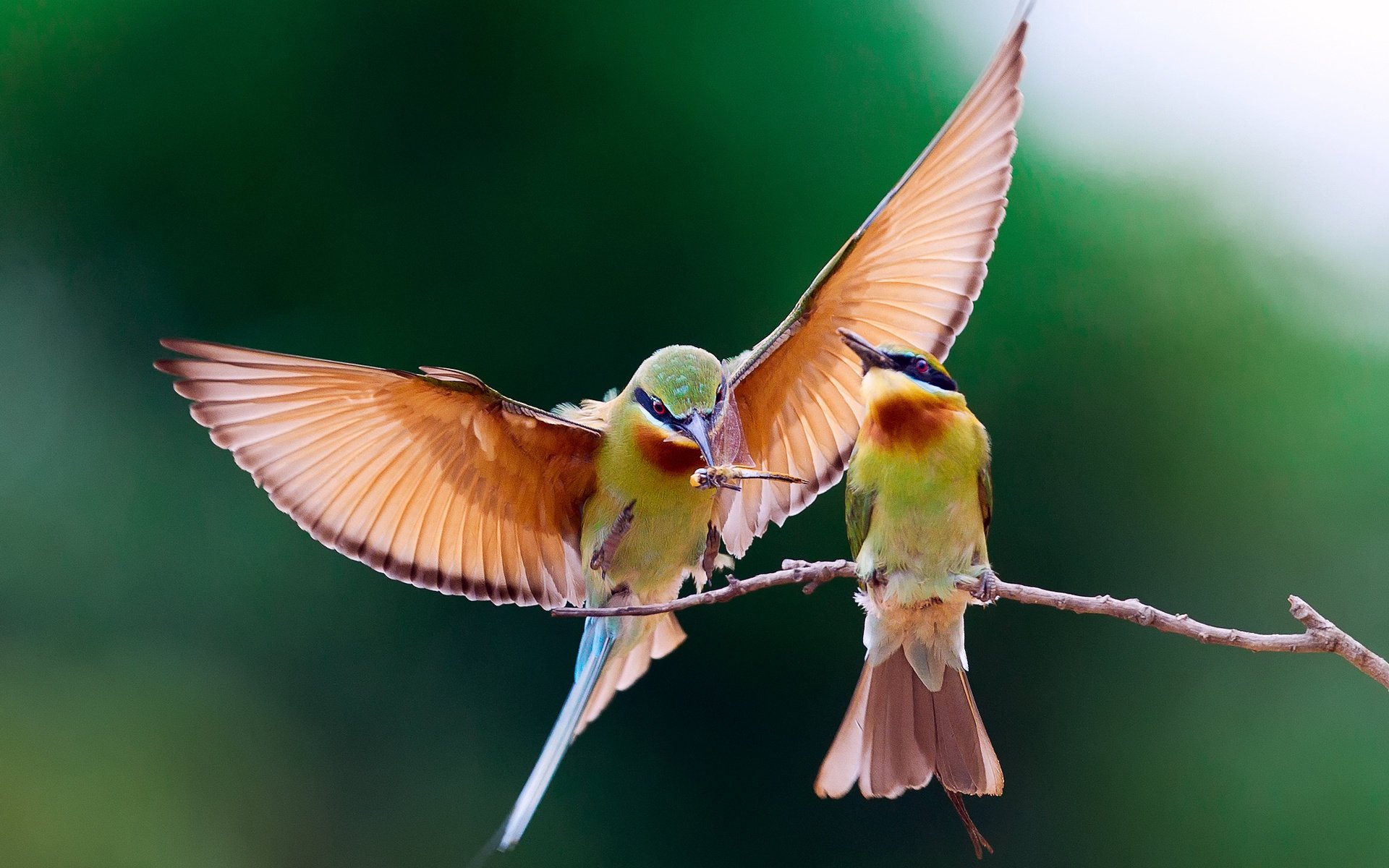 hecht vogel goldene hechte zweig bienenfresser