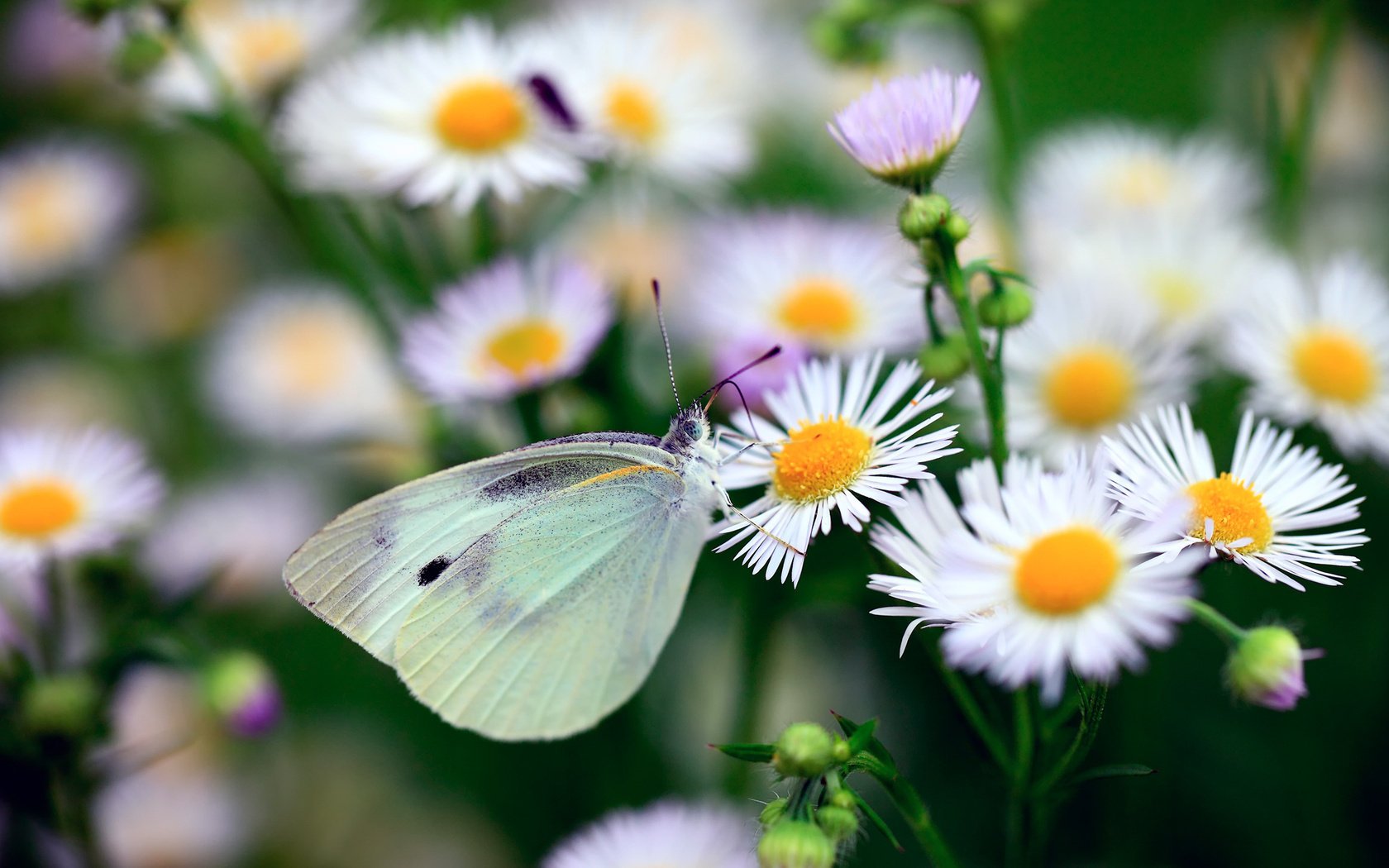 motte schmetterling gänseblümchen