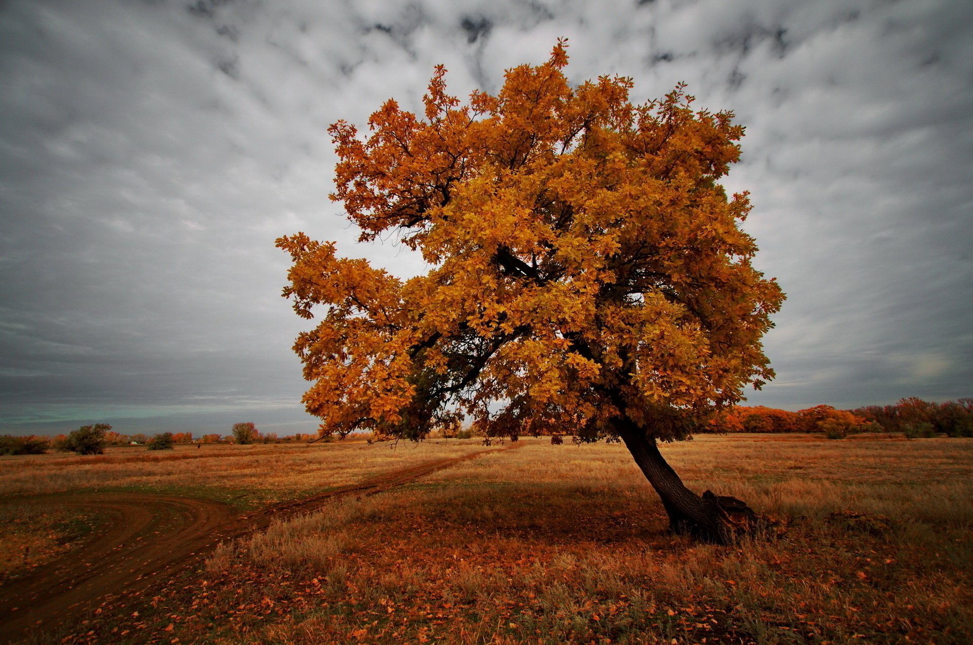 drzewo pole jesień natura krajobraz