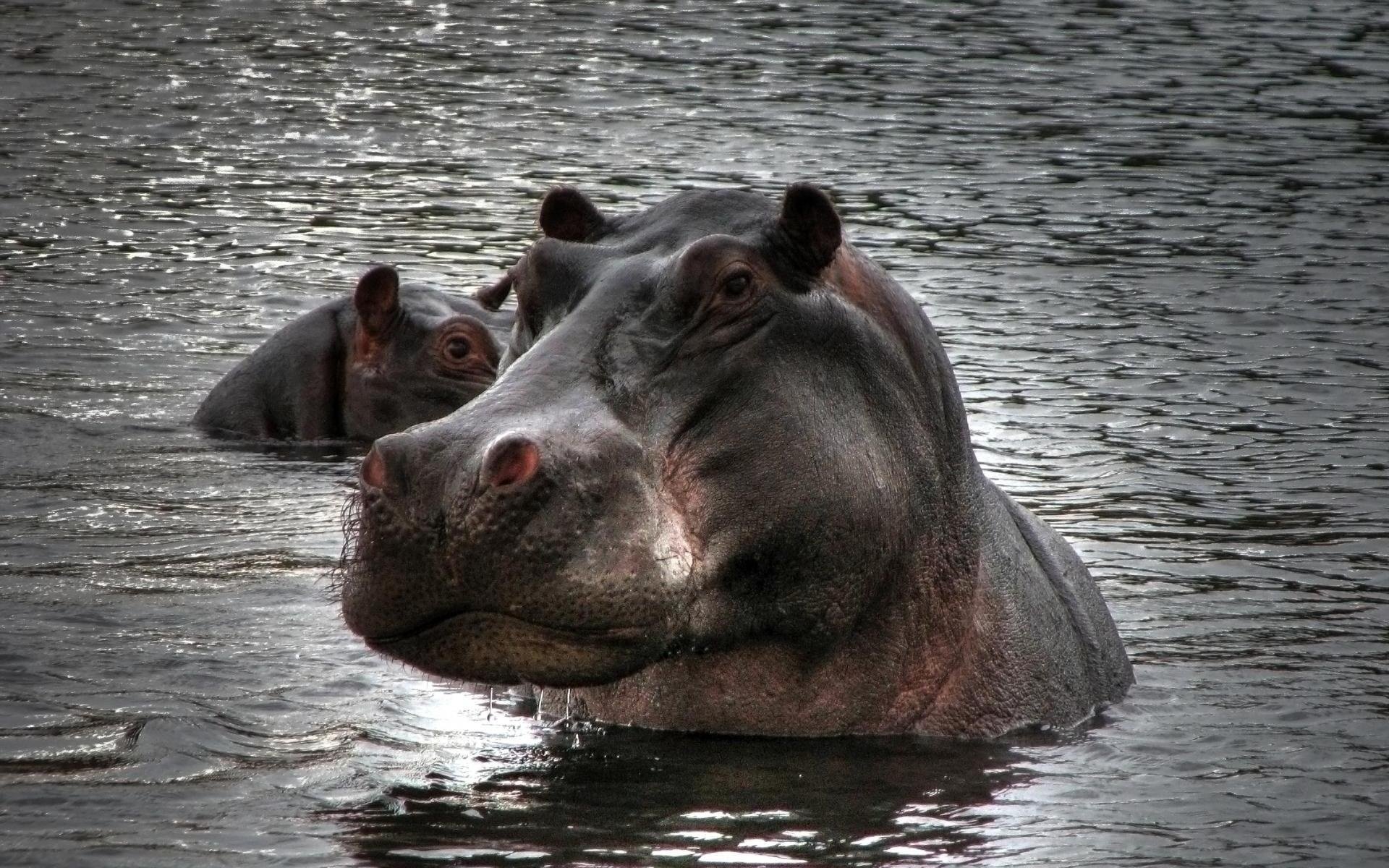 hippopotame eau