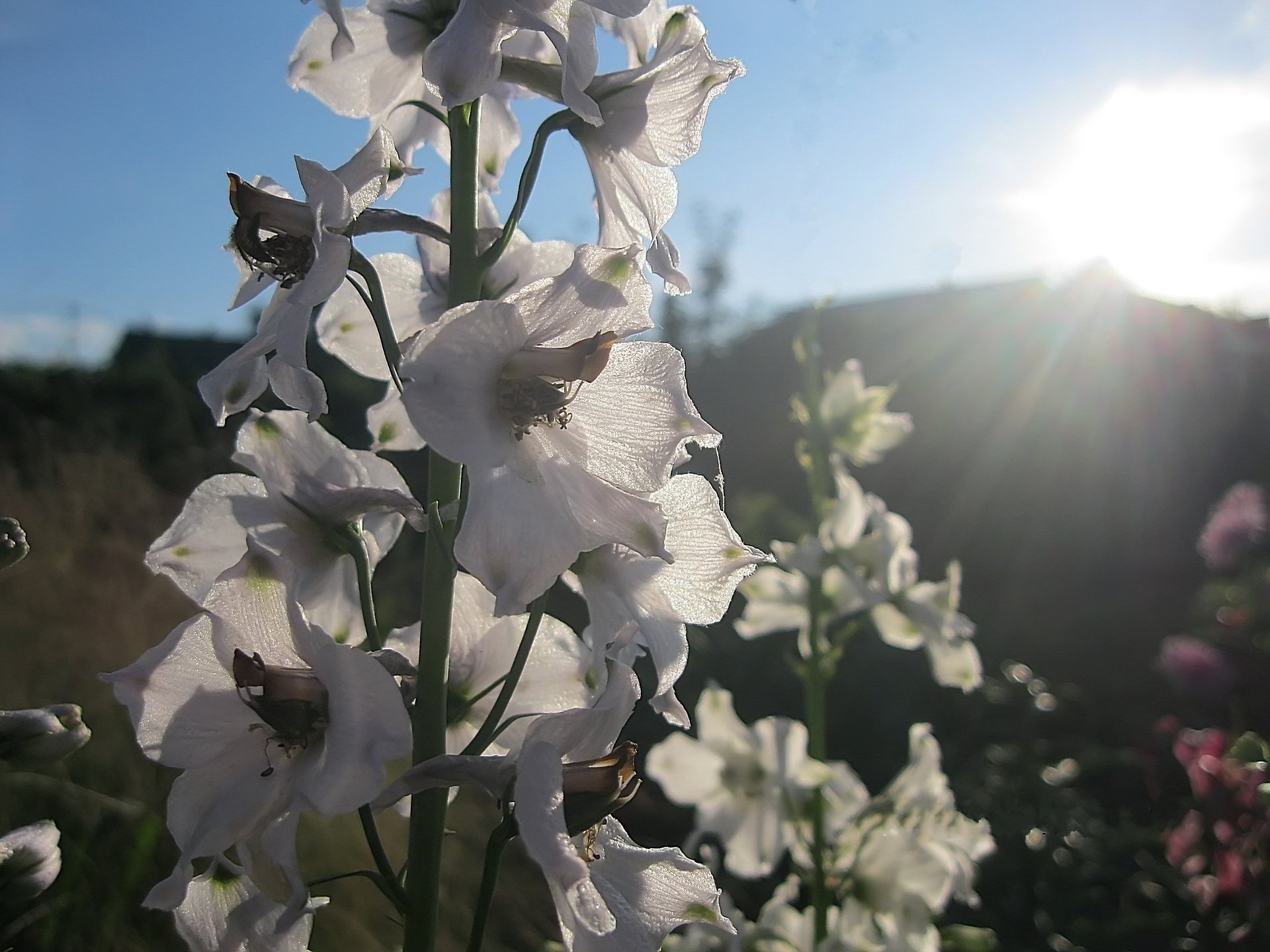 kwiaty delphinium białe ogrodowe lato