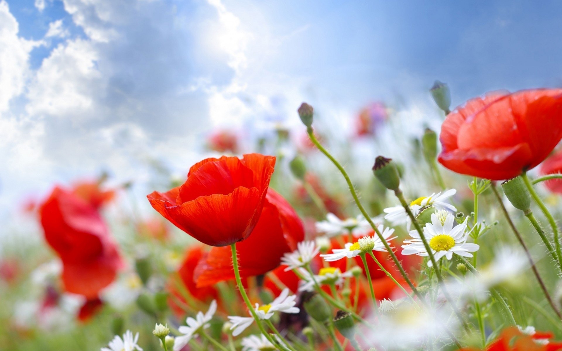 coquelicots marguerites ciel