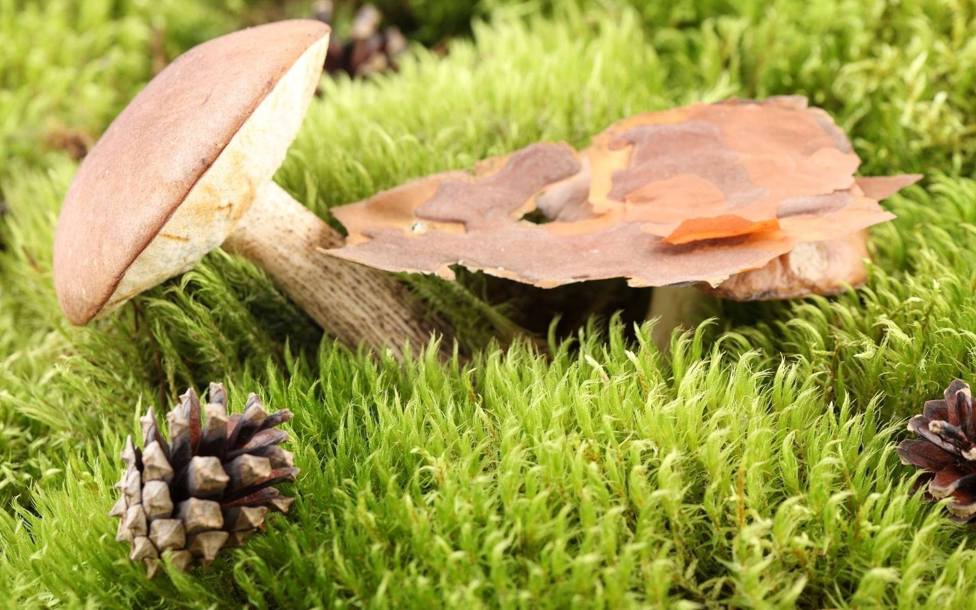 podberezovik mousse bosse champignon écorce