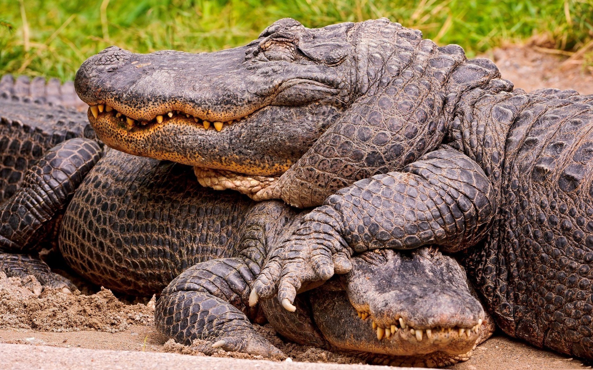 crocodile deux tendresse