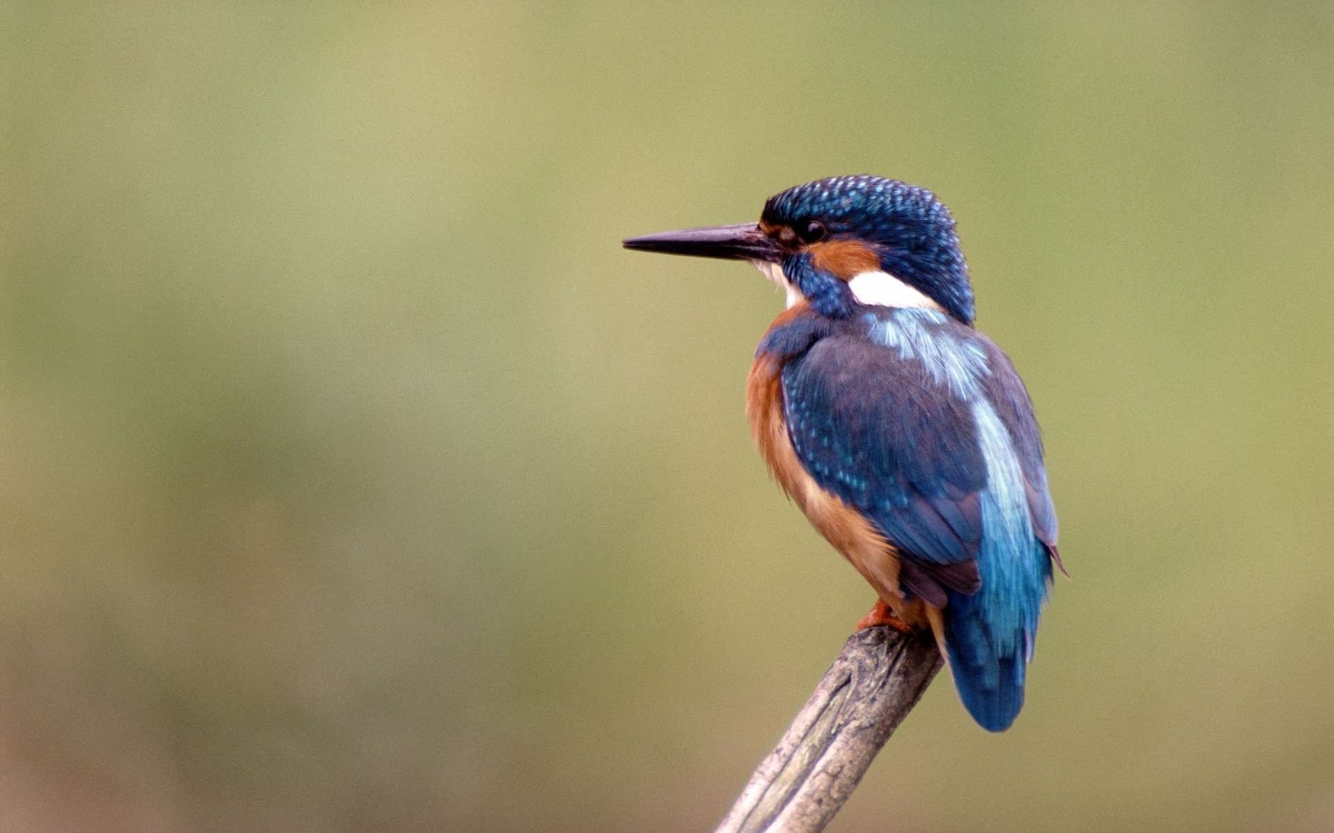 oiseau martin-pêcheur