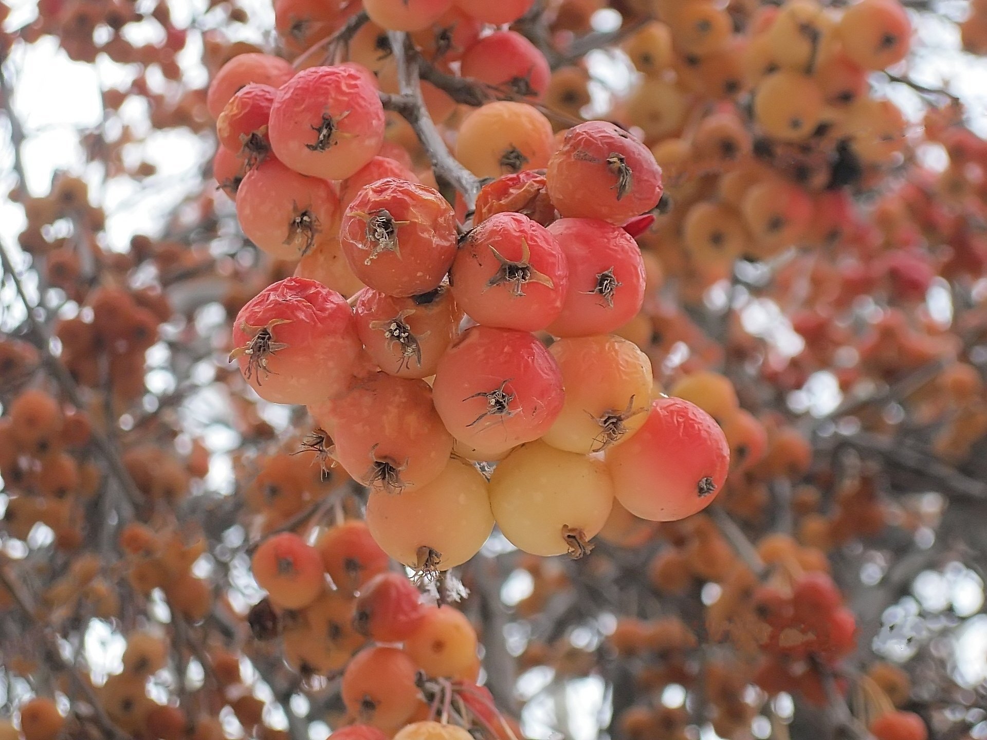 rouge invierno manzanas ranet