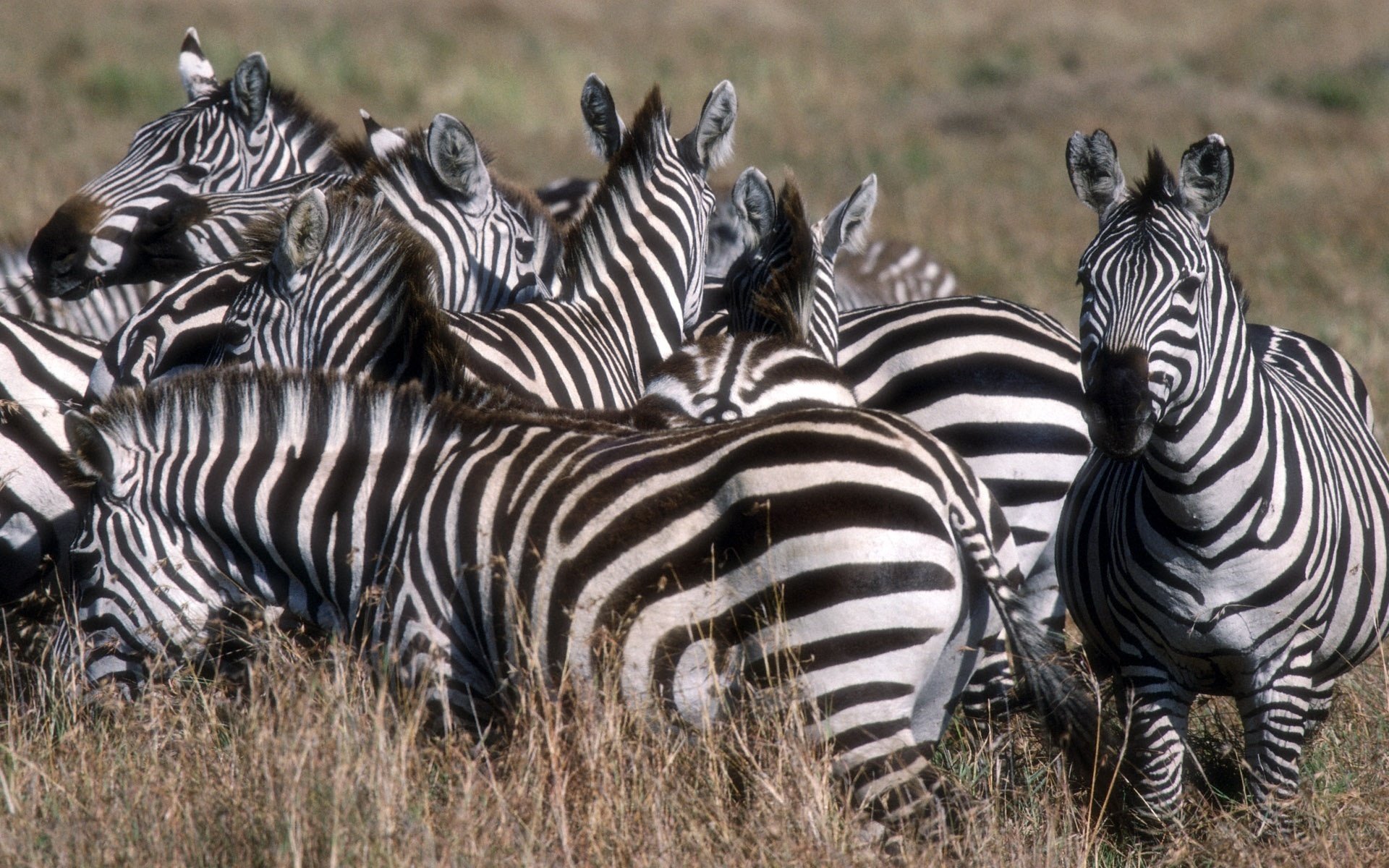 zebras gestreift gras