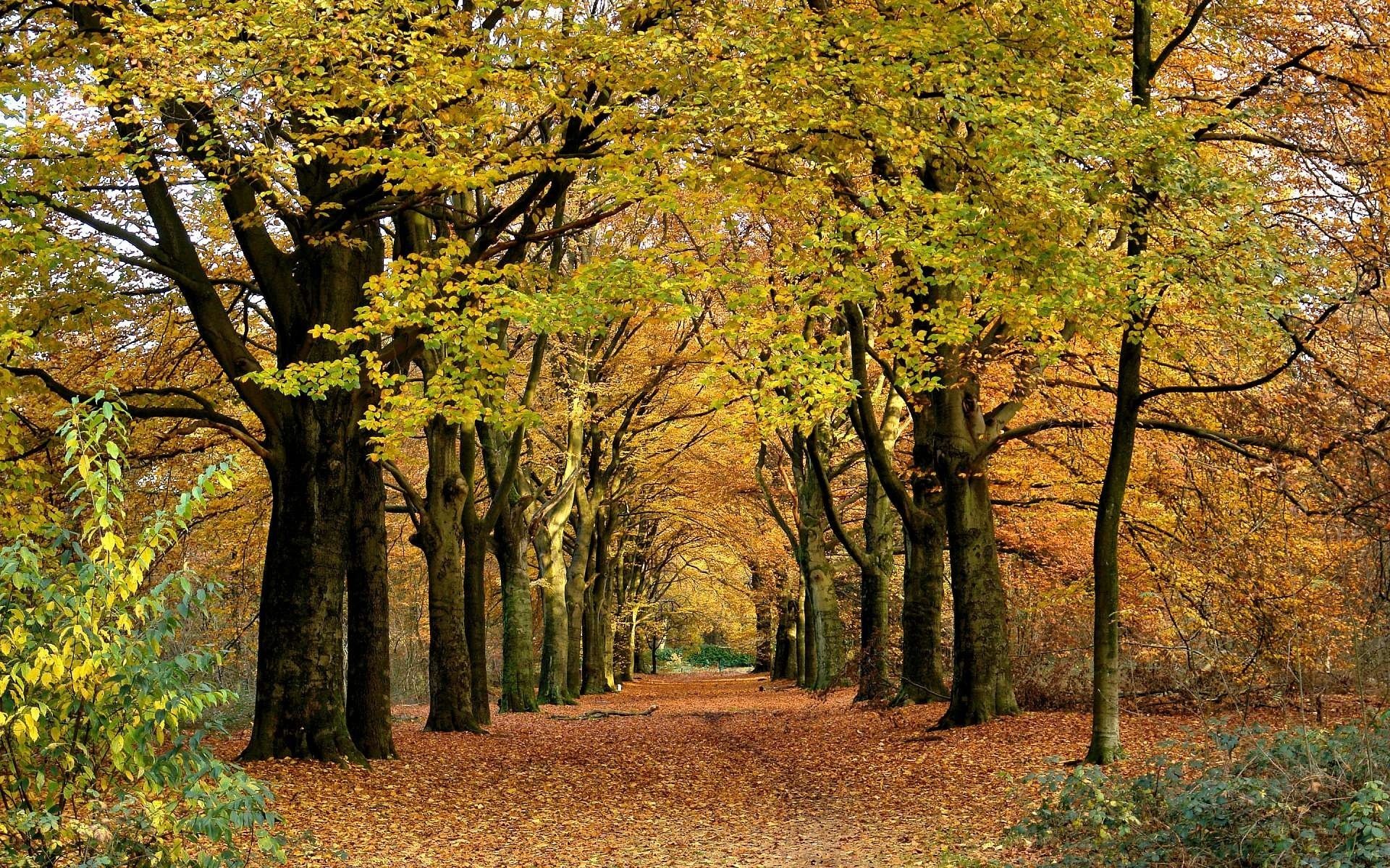 przyroda park aleja