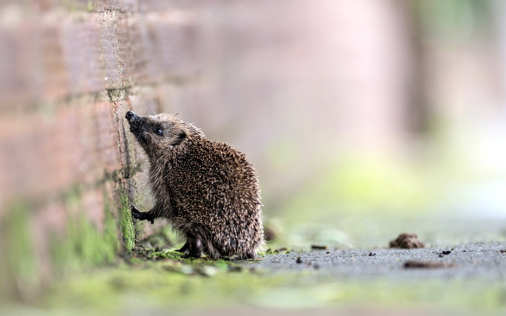 igel wand