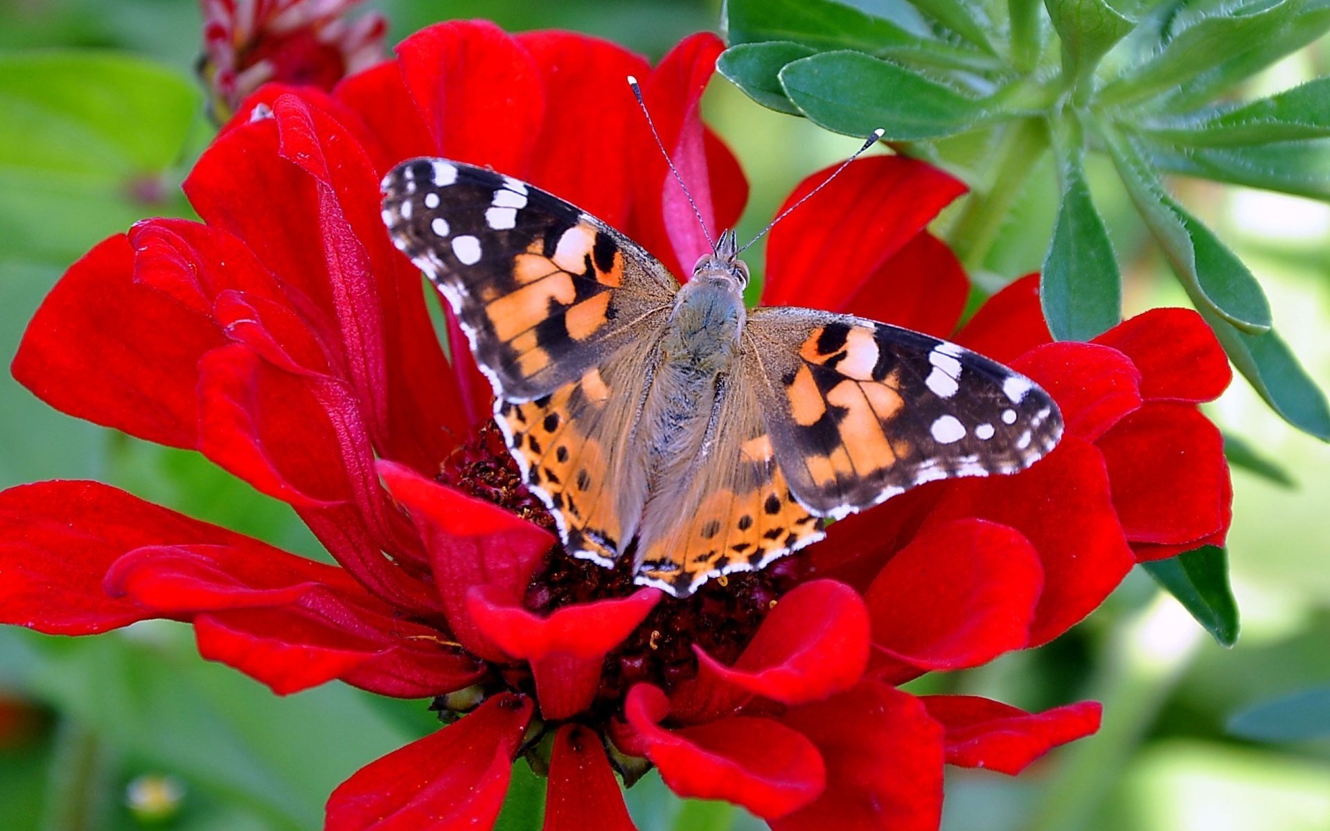 papillon belle fleur