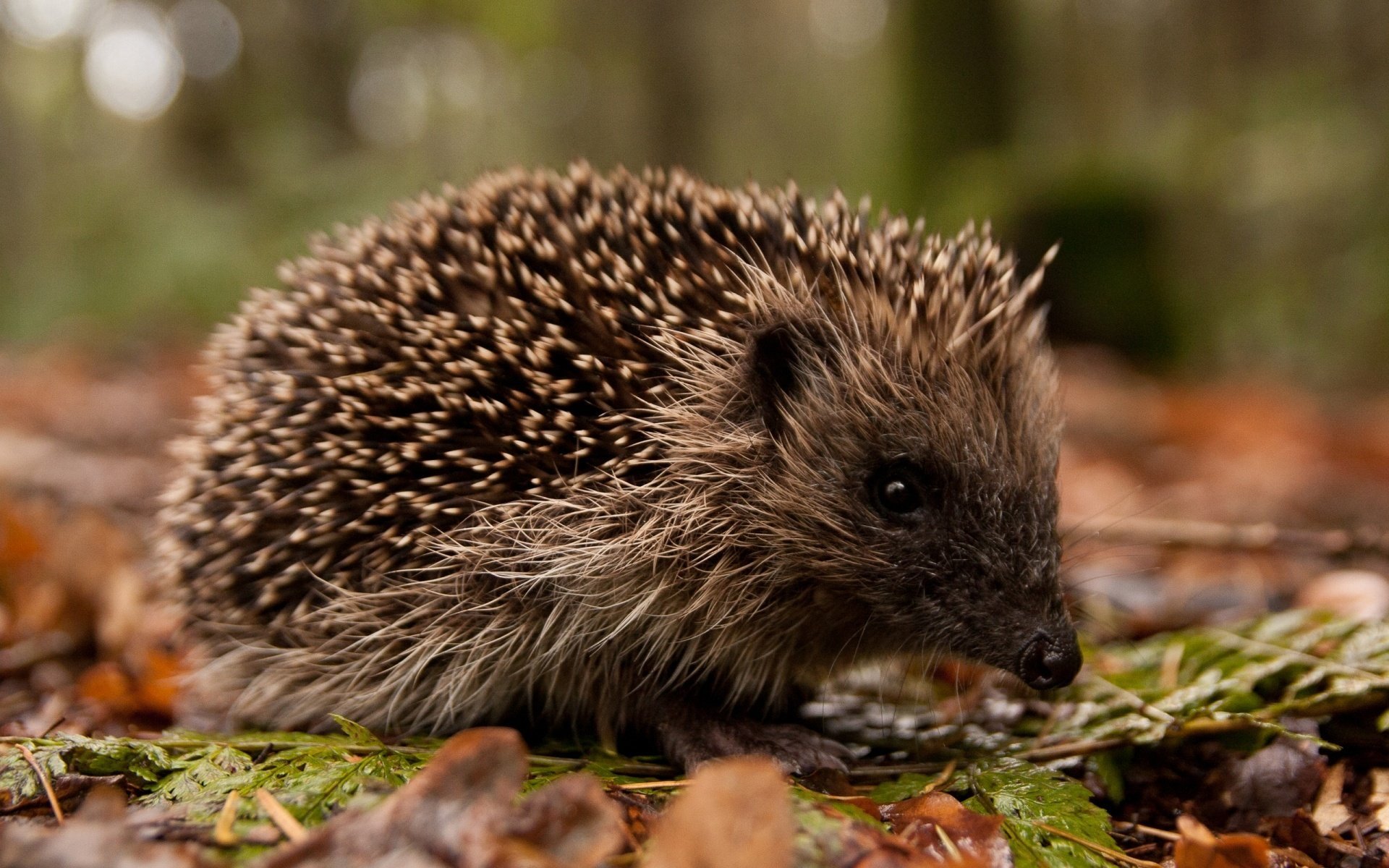 igel blätter