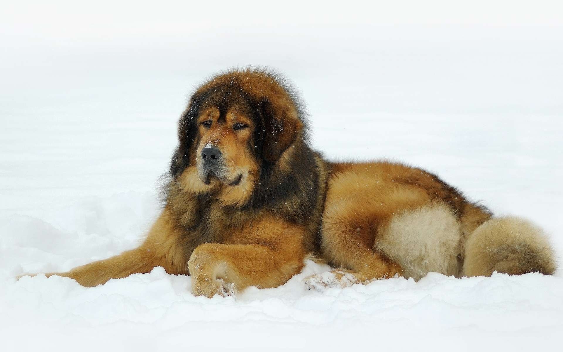 tibetischer mastiff schnee